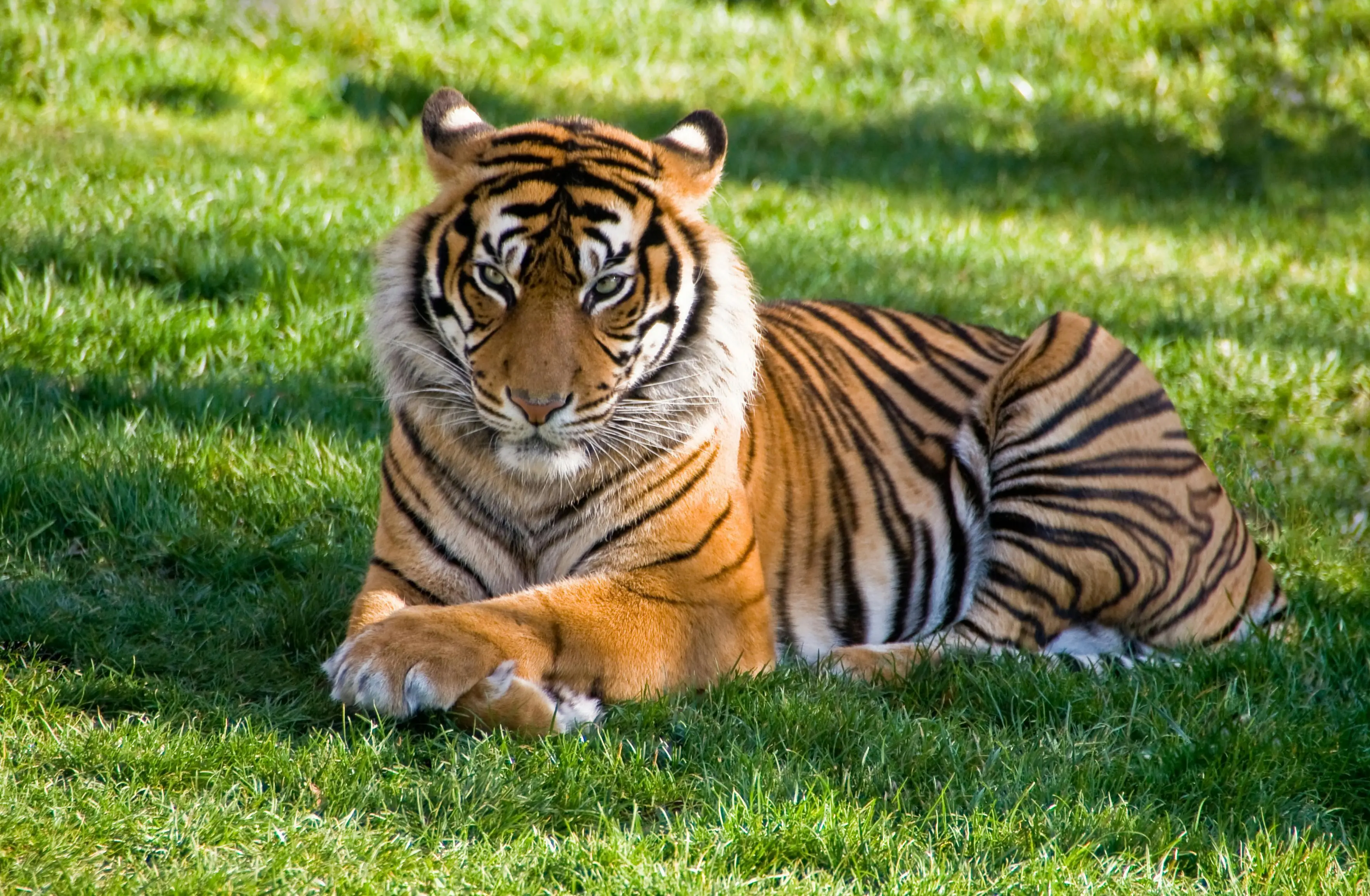 Bukan Sekadar Predator, Harimau Adalah Simbol Keseimbangan dalam Kepercayaan Tribal Dunia