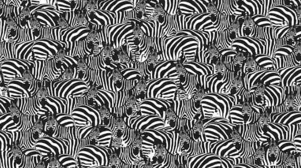 Tes IQ Ilusi Optik: Hanya untuk Si Mata Elang! Sebenarnya Ada Piano Tersembunyi Pada Kumpulan Zebra! Bisakah Kamu Menemukannya dalam 5 Detik?