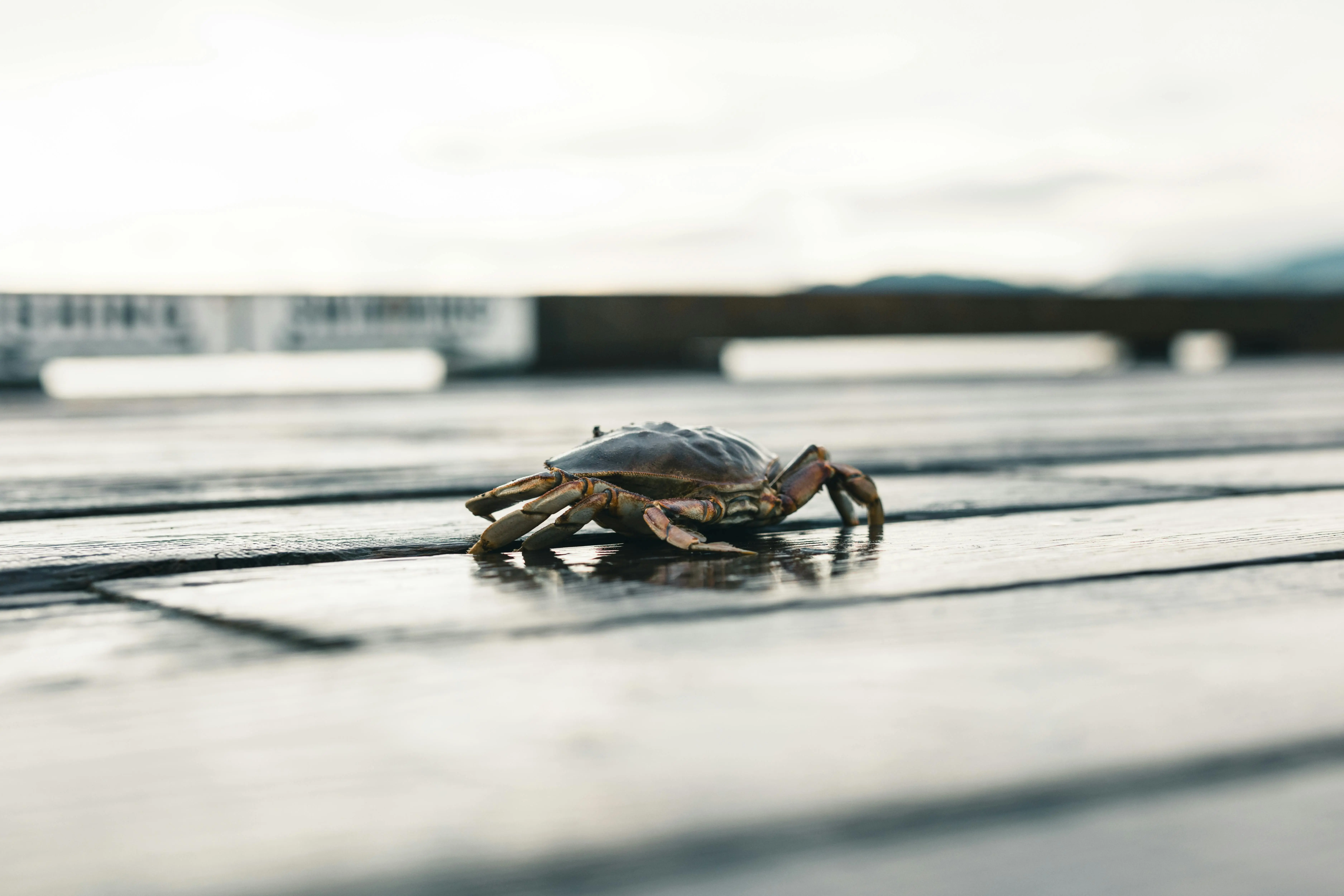 Sering Dikonsumsi, Ternyata Ini Rahasia Kehidupan Kepiting Bakau yang Jarang Diketahui