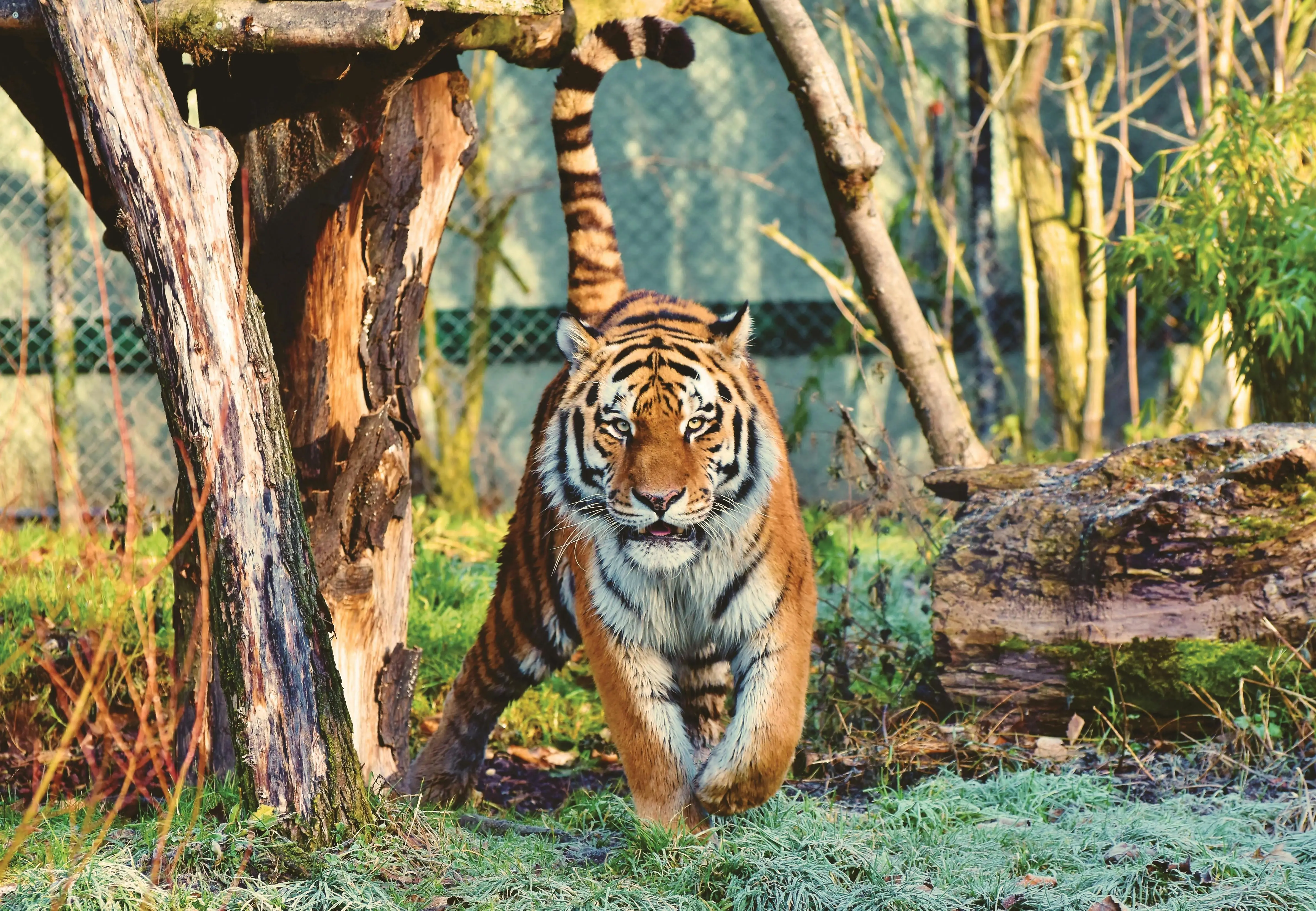 Raja Hutan yang Suci: Menelusuri Jejak Harimau dalam Spiritisme Cina Kuno