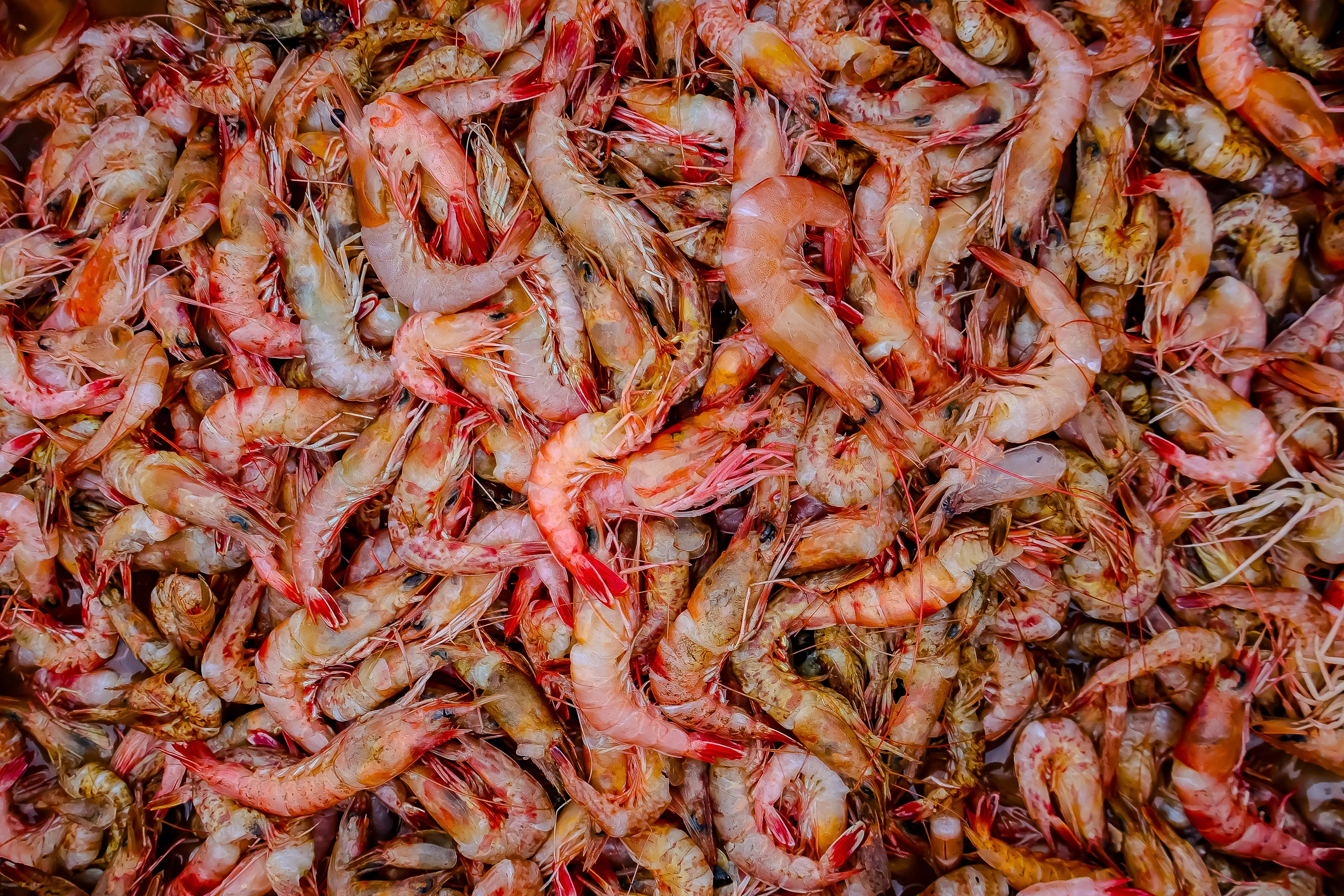 Bukan Sekadar Enak, Ini Kandungan Mineral Tersembunyi dalam Udang