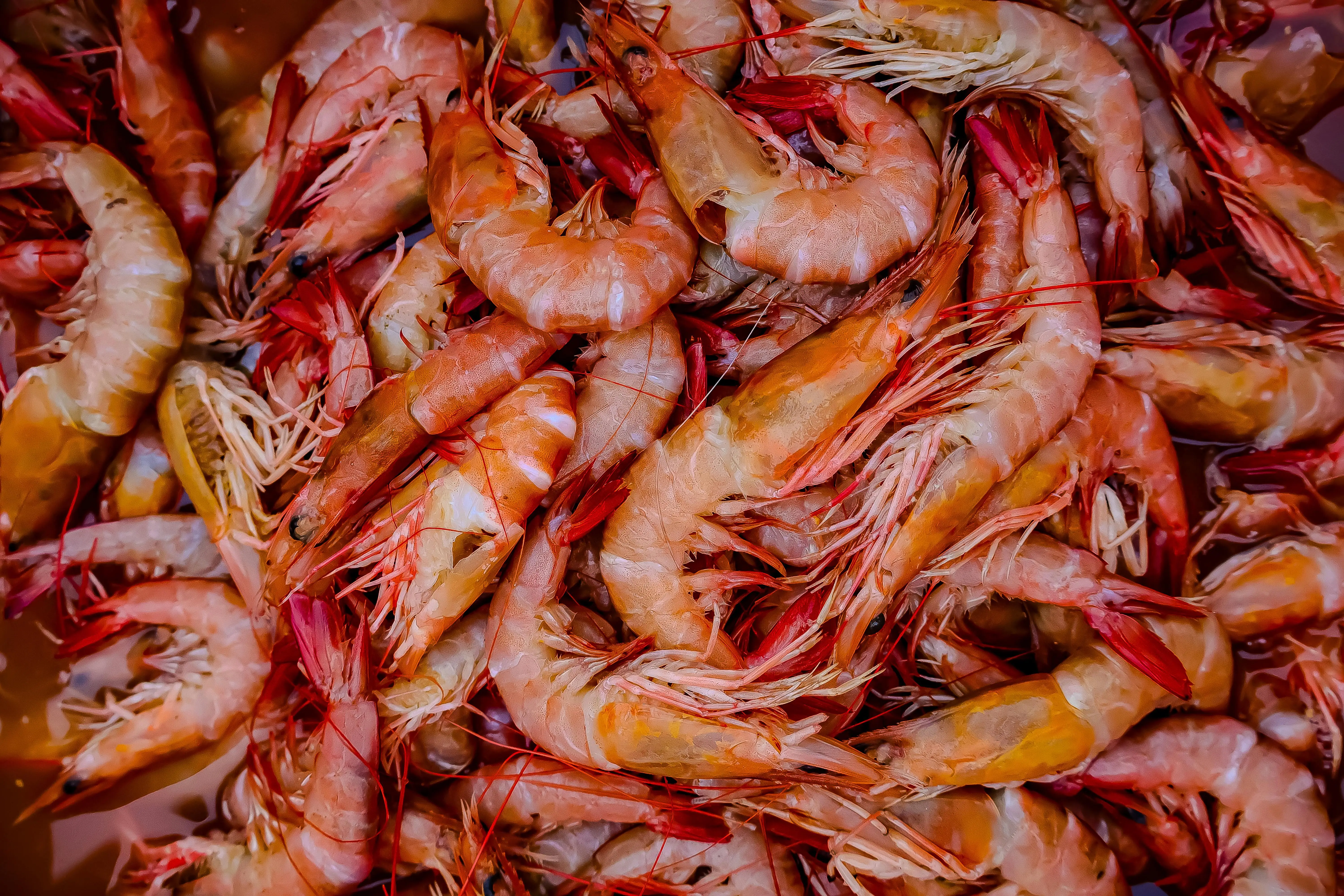 Bukan Cuma Protein, Kandungan Vitamin B12 Udang Ternyata Luar Biasa untuk Otak