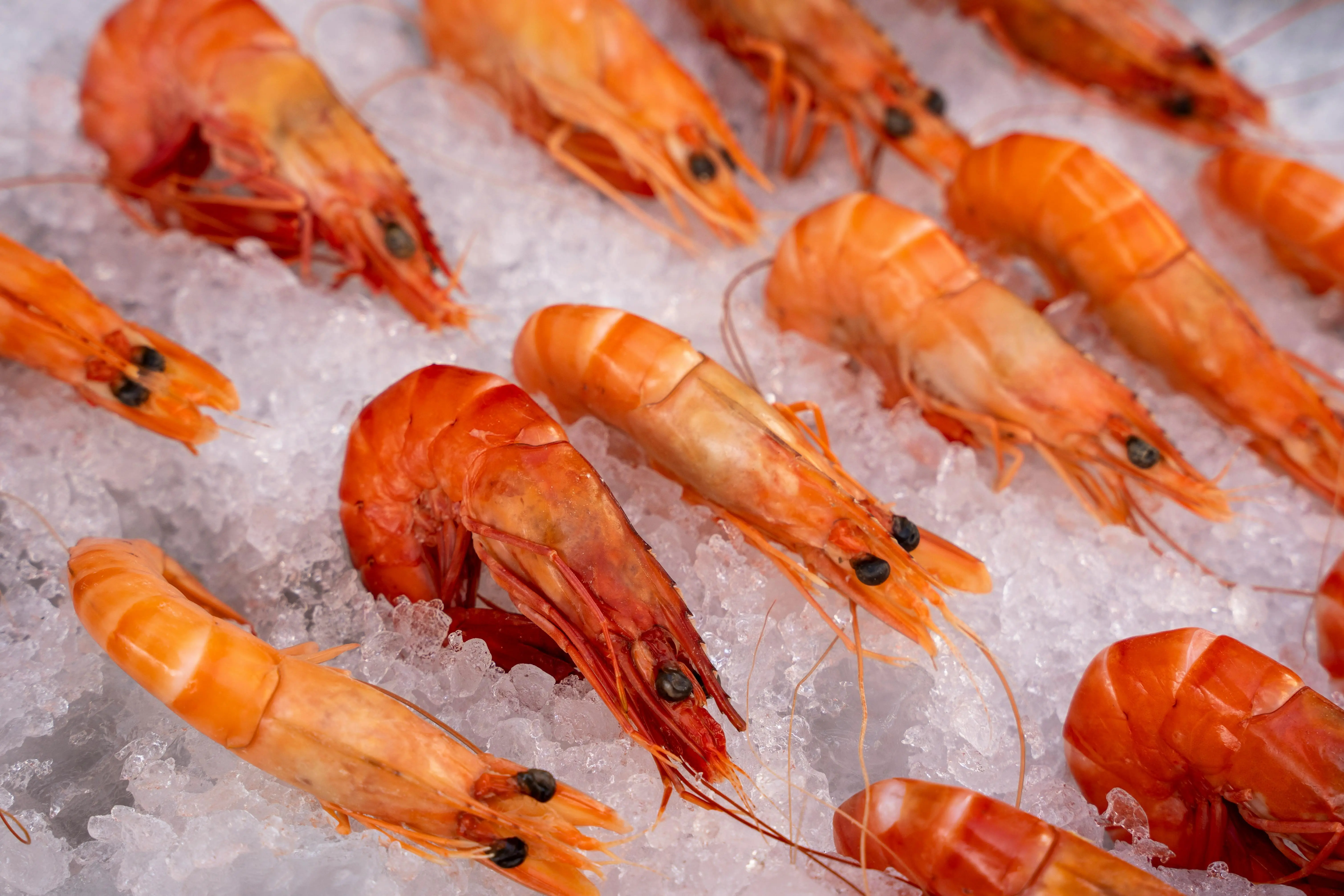 Udang: Sumber Protein Tinggi Nutrisi yang Ampuh Jaga Kesehatan Jantung