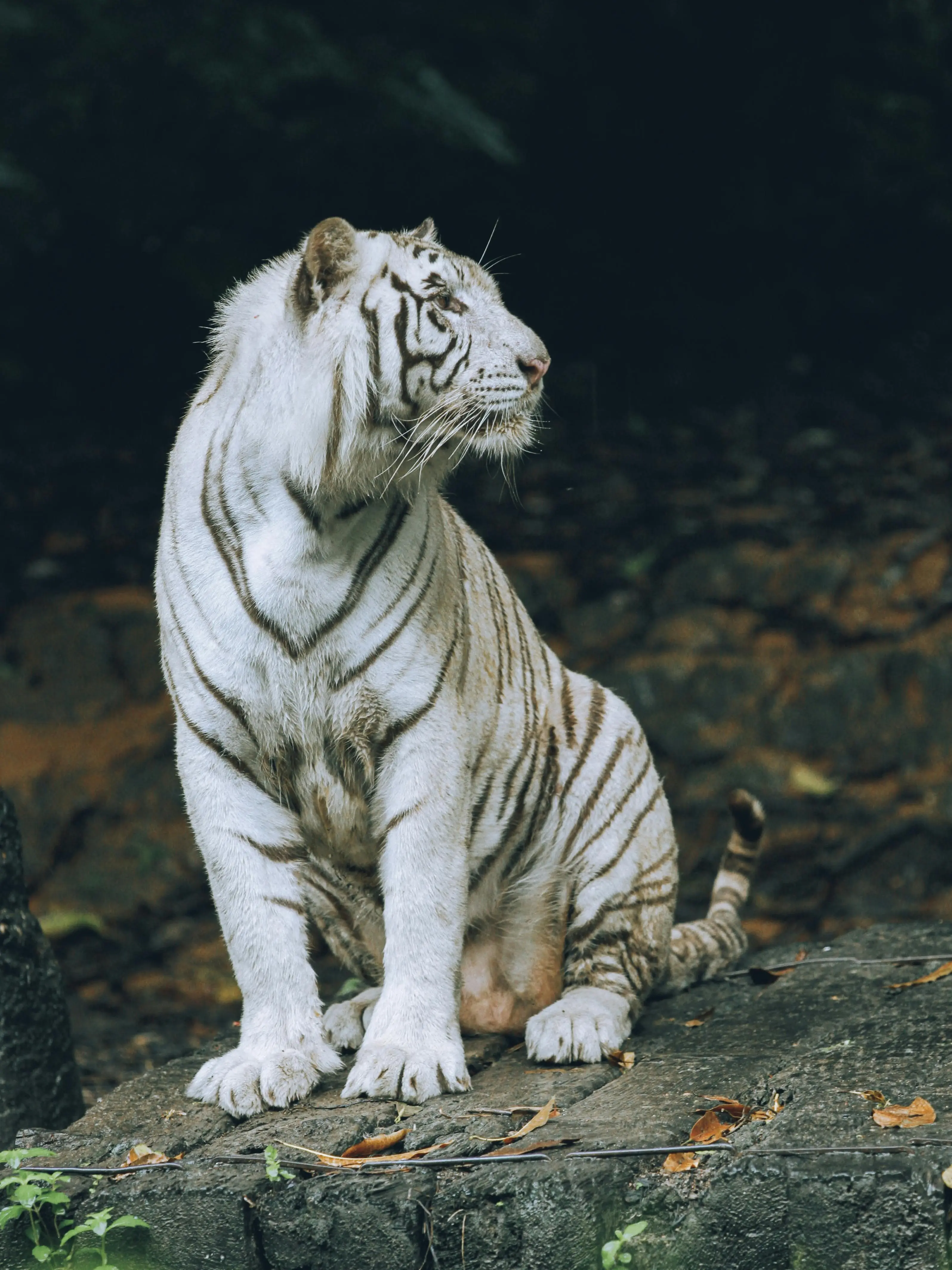 Warisan Leluhur, Inilah Alasan Harimau Dianggap Sebagai Roh Pelindung yang Keramat
