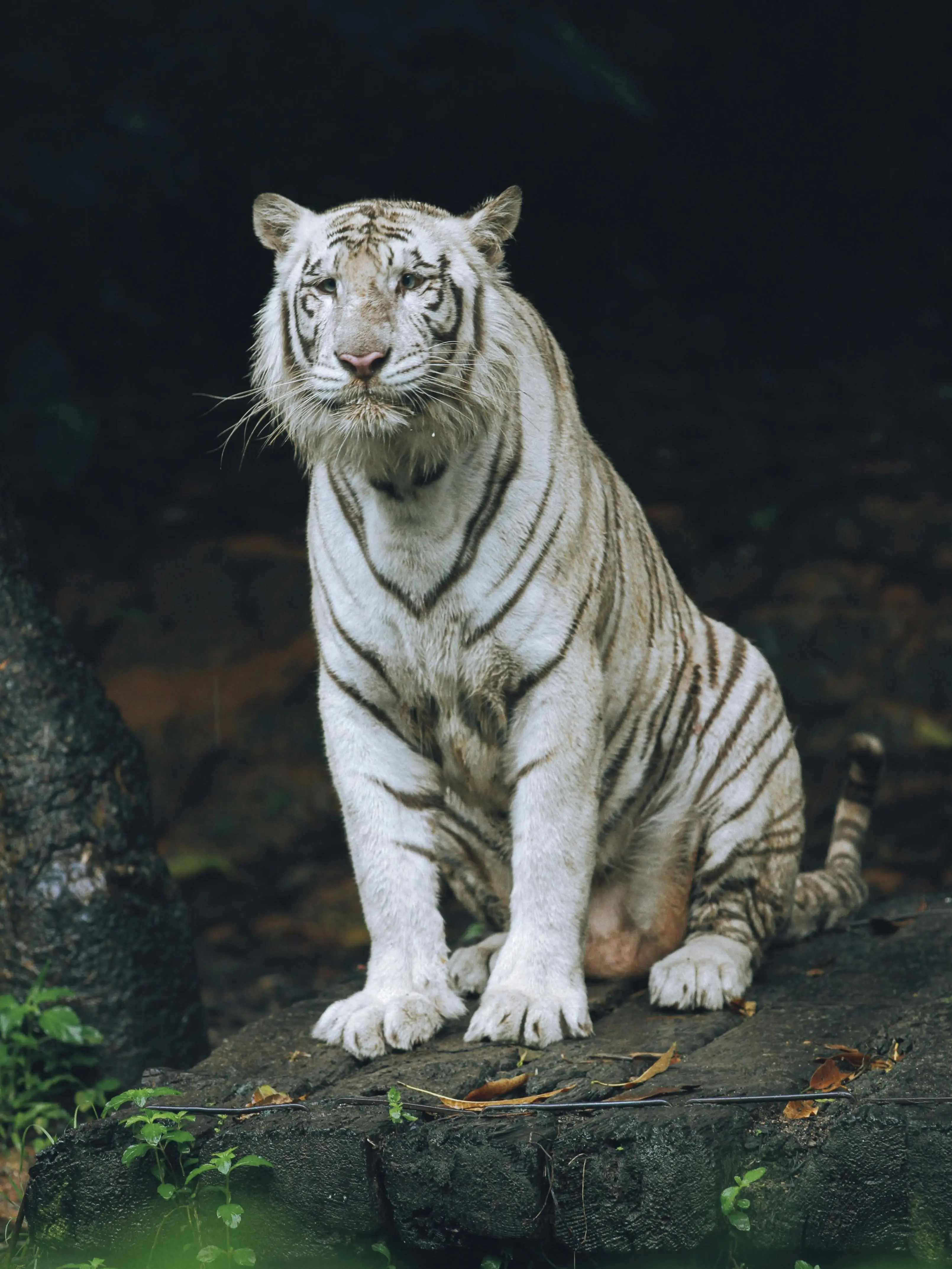 Alasan Mengapa Harimau Menjadi Simbol Kekuasaan dan Pengusir Roh Jahat di Asia Timur