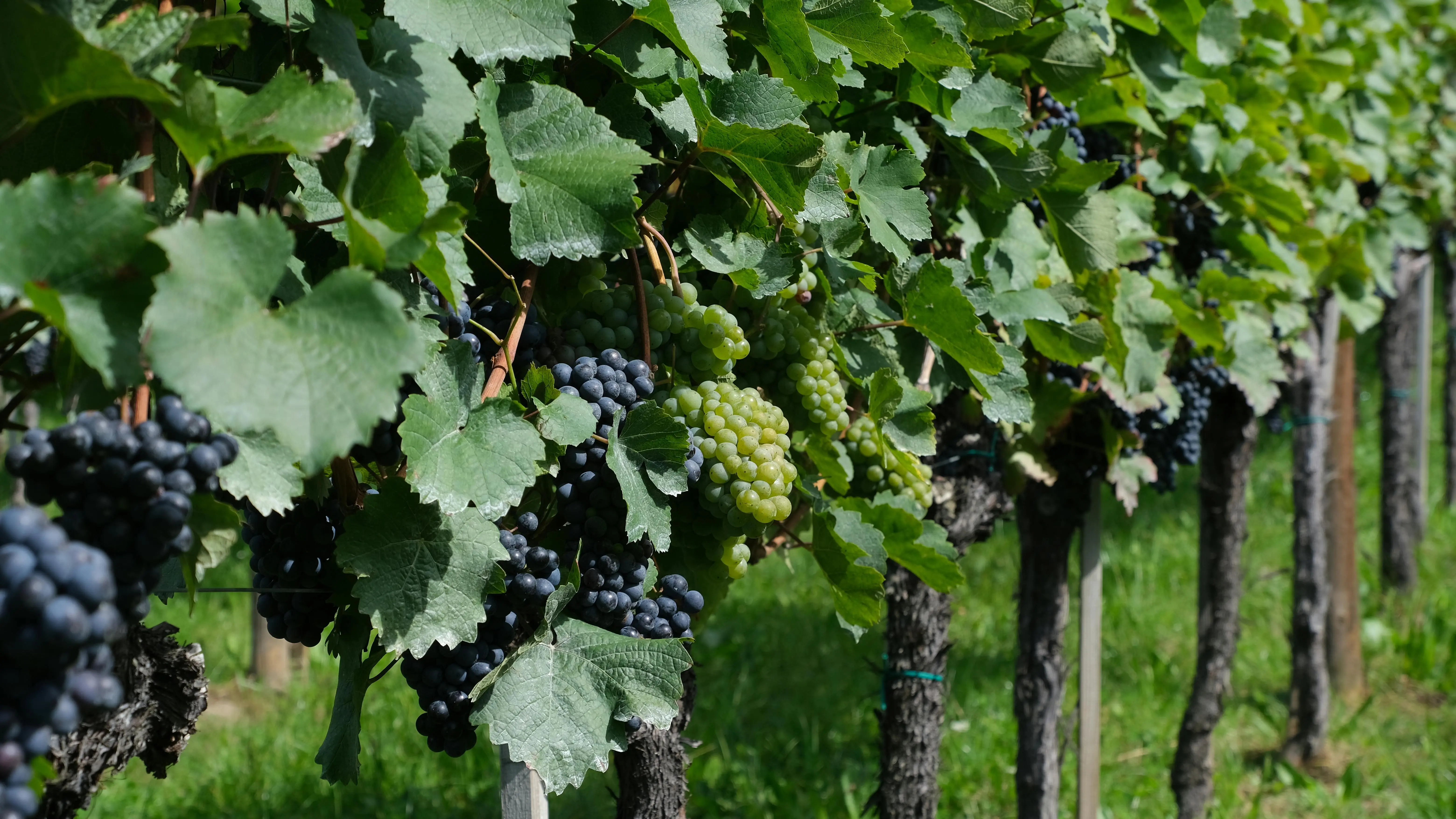 Mengenal Resveratrol, Kandungan Ajaib dalam Anggur yang Mampu Redakan Gejala Kecemasan