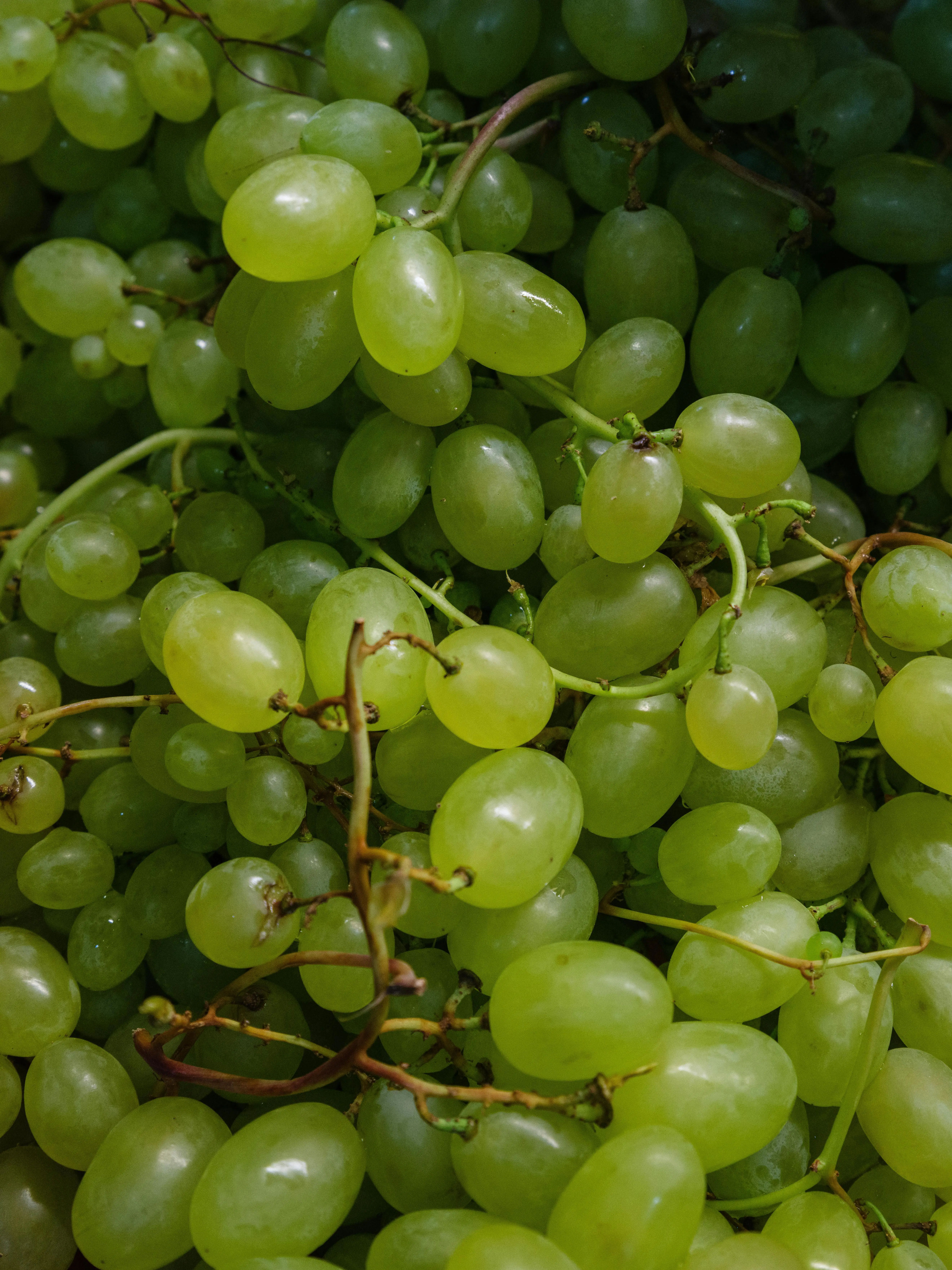 Mengenal Efek Resveratrol dalam Anggur Terhadap Risiko Penggumpalan Darah