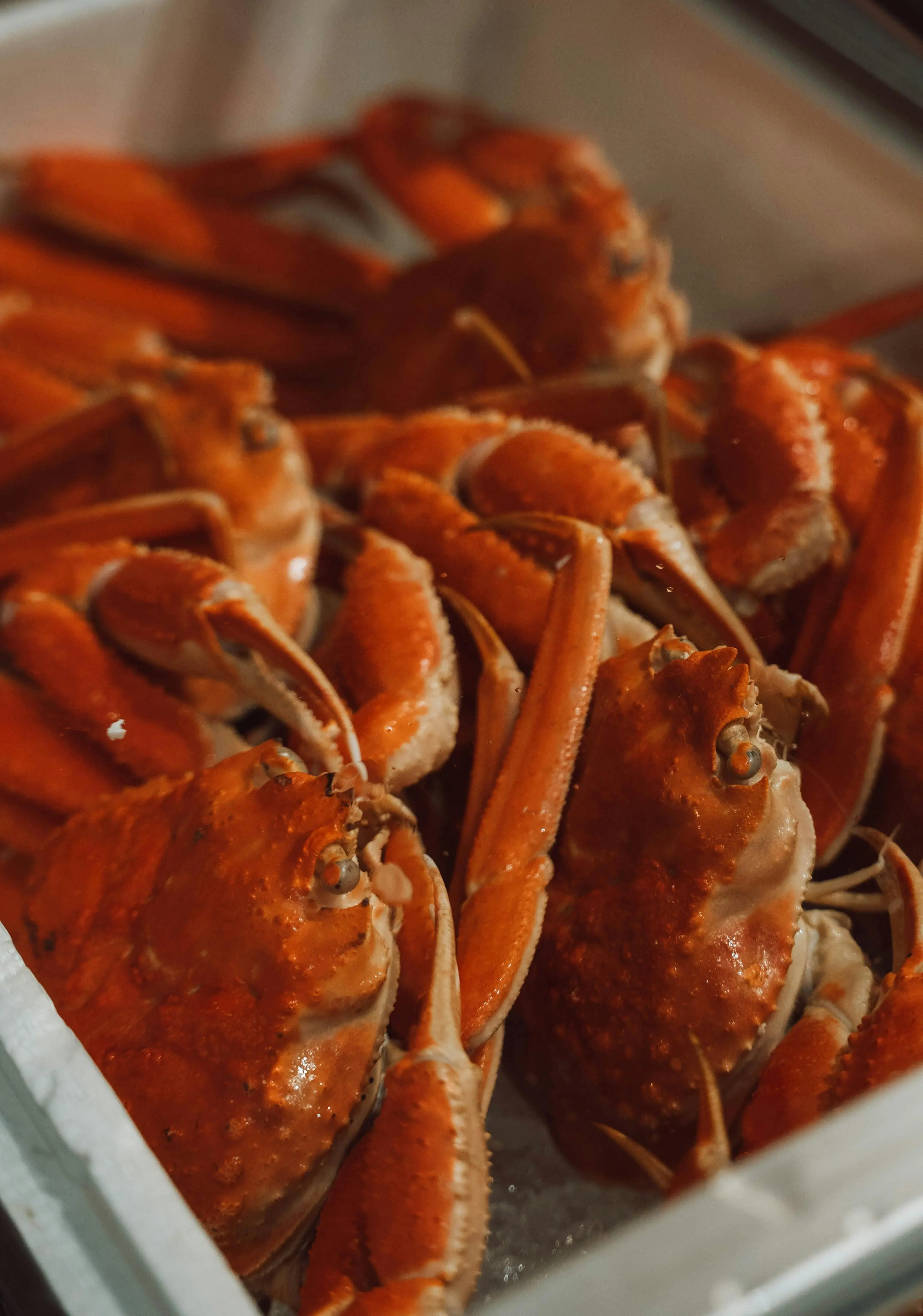 Rahasia Nutrisi Si Cangkang Keras, Mengupas Tuntas Nilai Gizi Kepiting per Sajian
