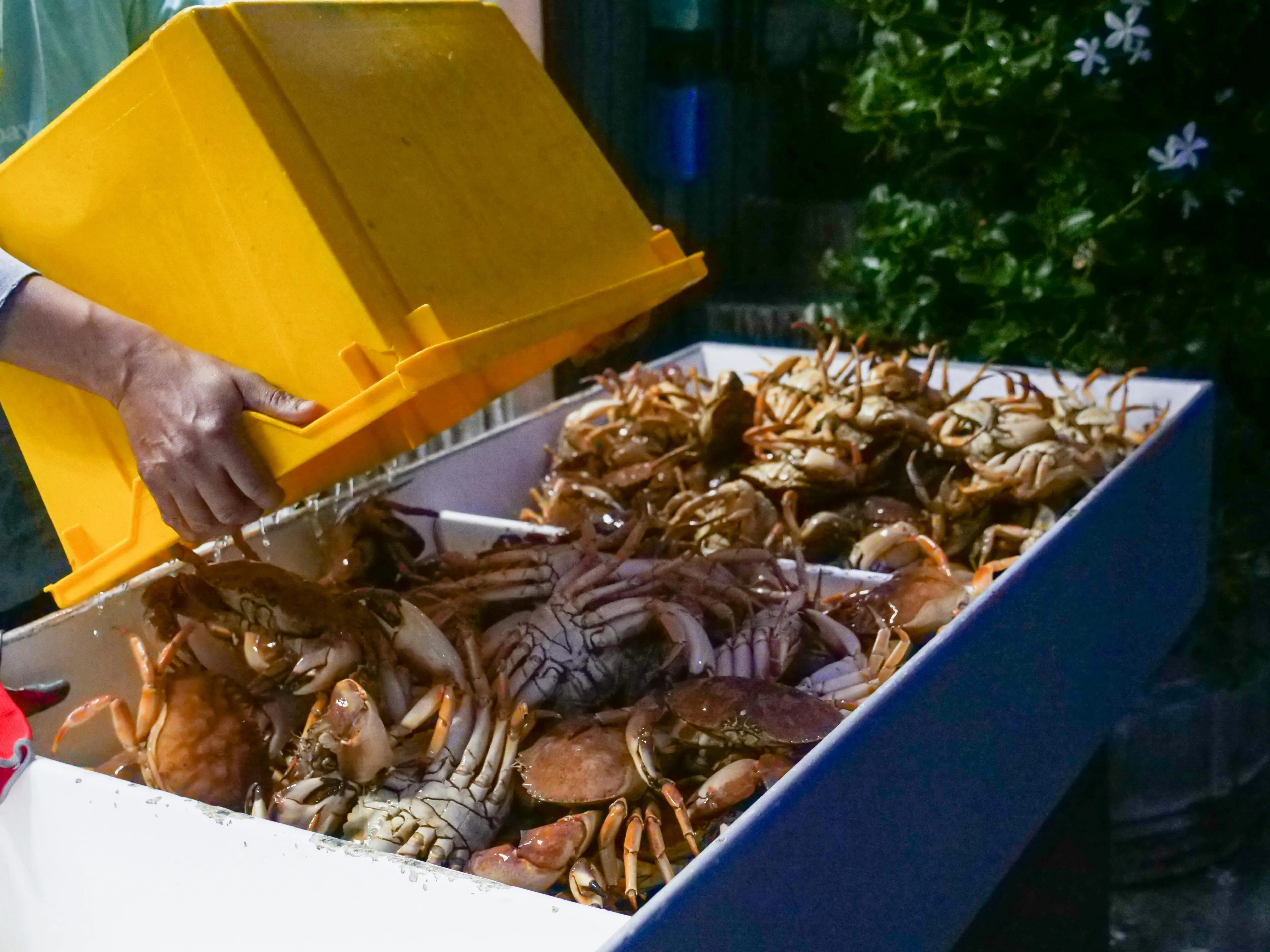 Kandungan Selenium pada Kepiting Sumber Kekuatan Antioksidan: Detail Nutrisi yang Wajib Anda Tahu