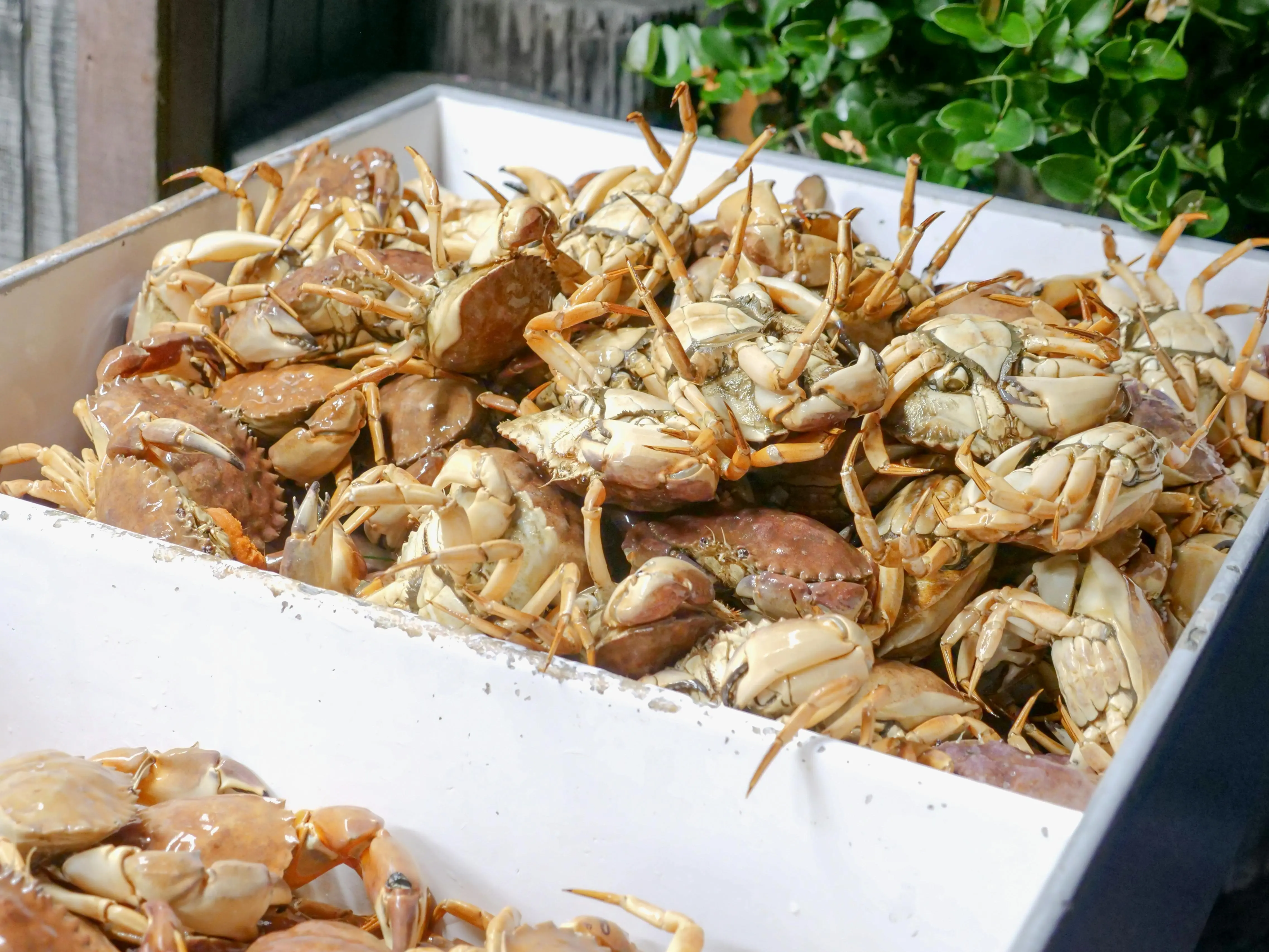 Kupas Kandungan Lemak Kepiting: Pilihan Protein Ideal dari Lautan?