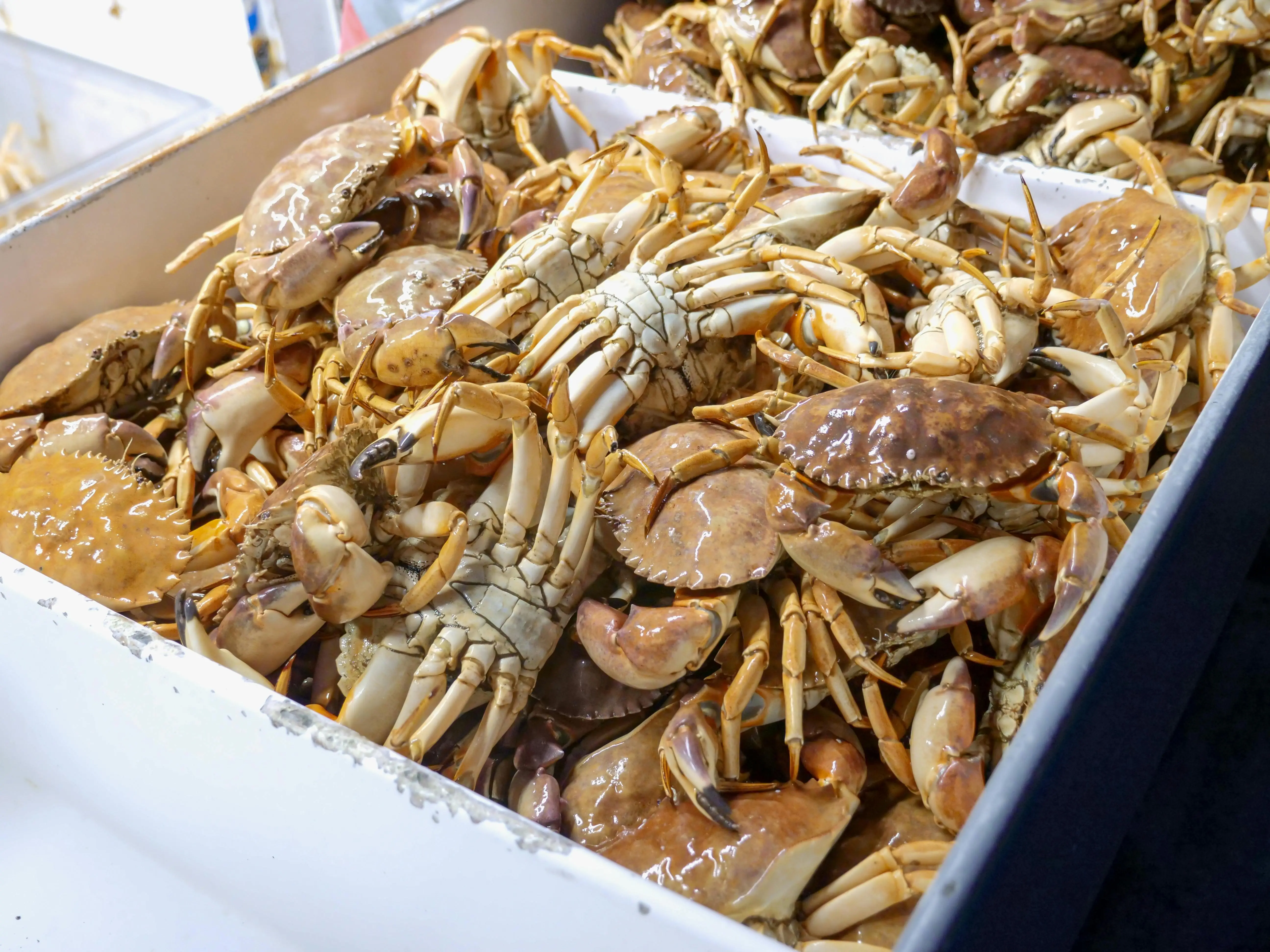Bukan Hanya Ikan, Kepiting Jadi Sumber Vitamin B12 Terbaik! Simak Manfaatnya Menurut Pakar Gizi
