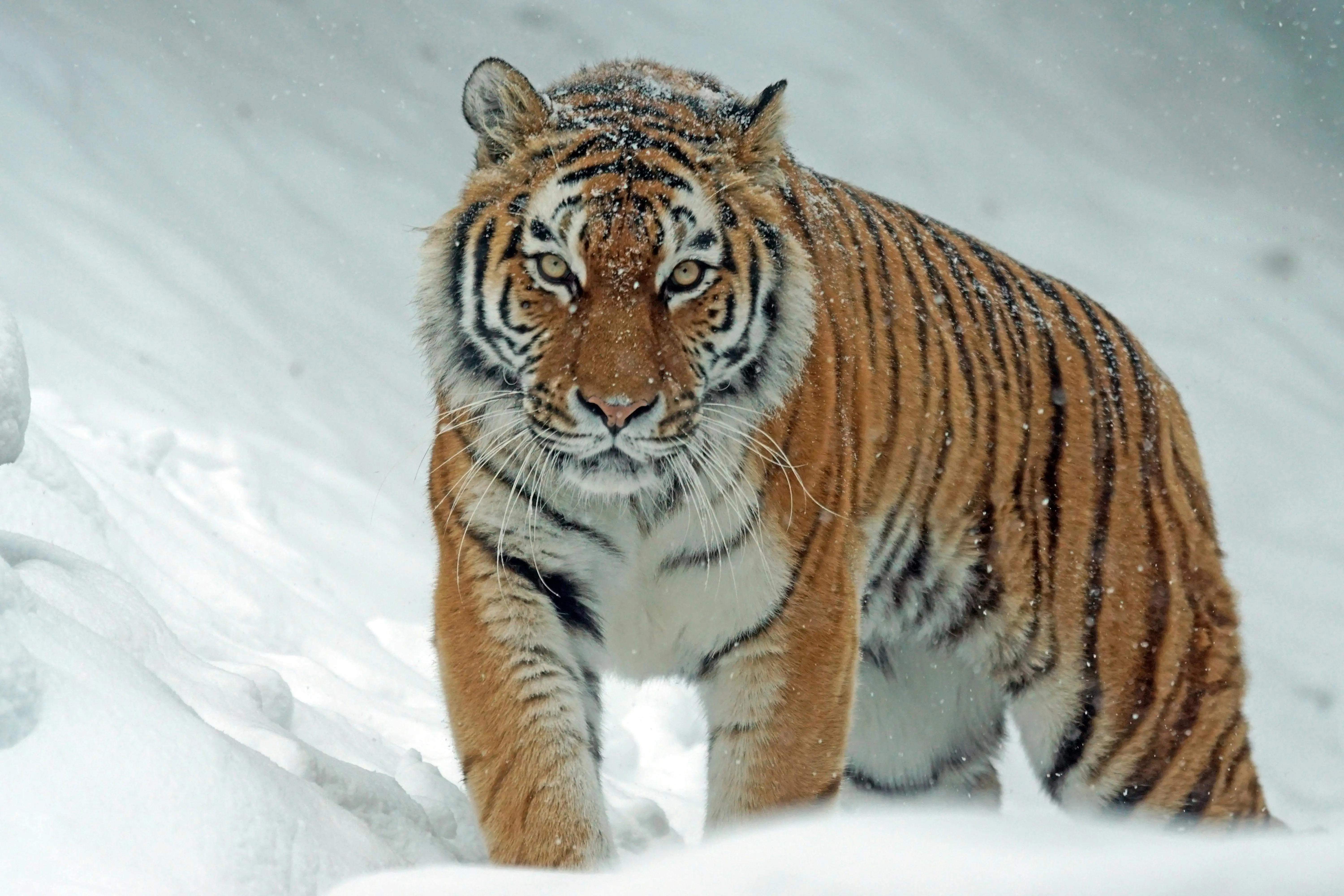 Bukan Sekadar Hewan Buas: Harimau, Simbol Kekuasaan Kosmik dan Pelindung Arwah di Mitologi Asia