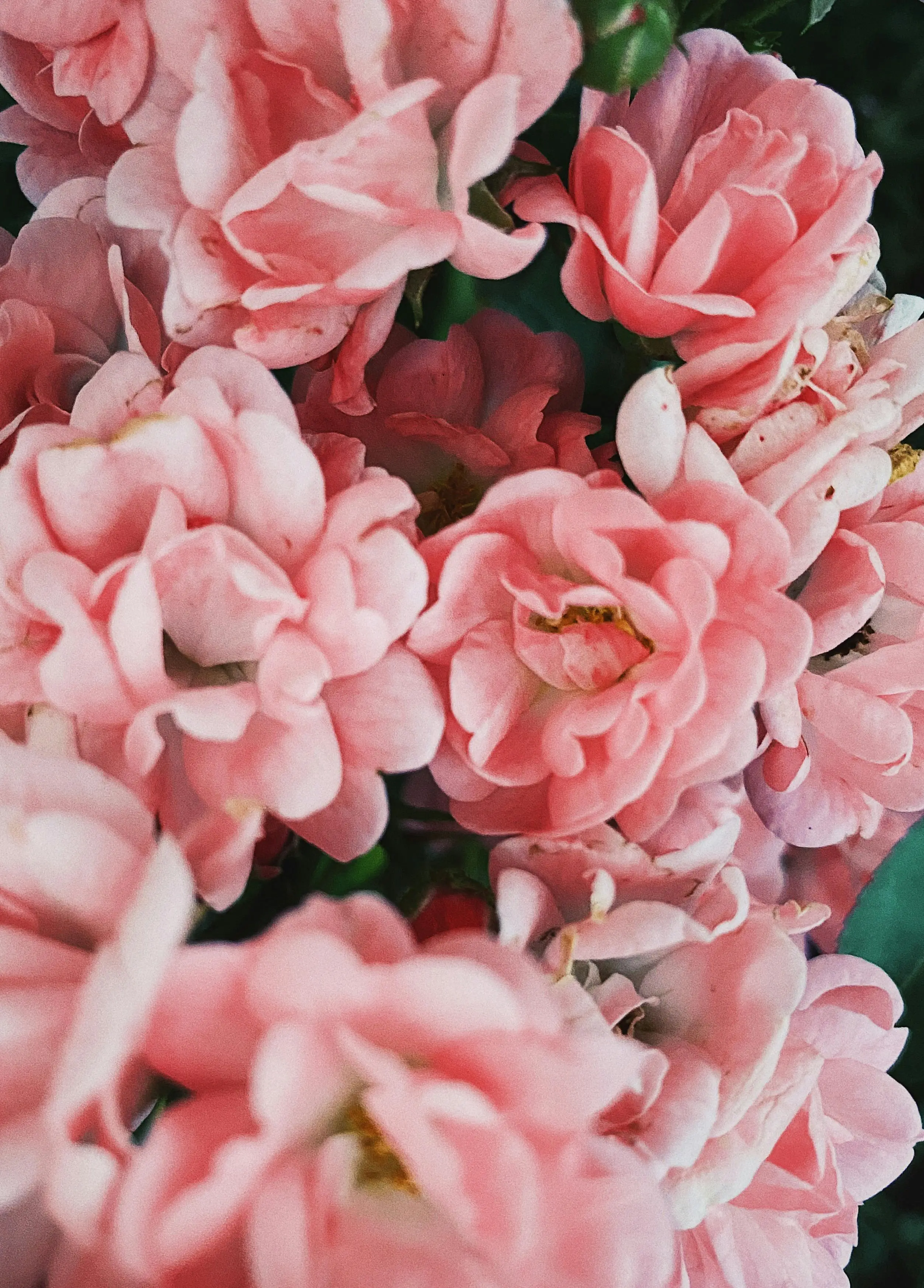 Tips Bikin Kebun Semarak! Rahasia Perawatan Mawar Floribunda dari Para Ahli Gardeners’ World