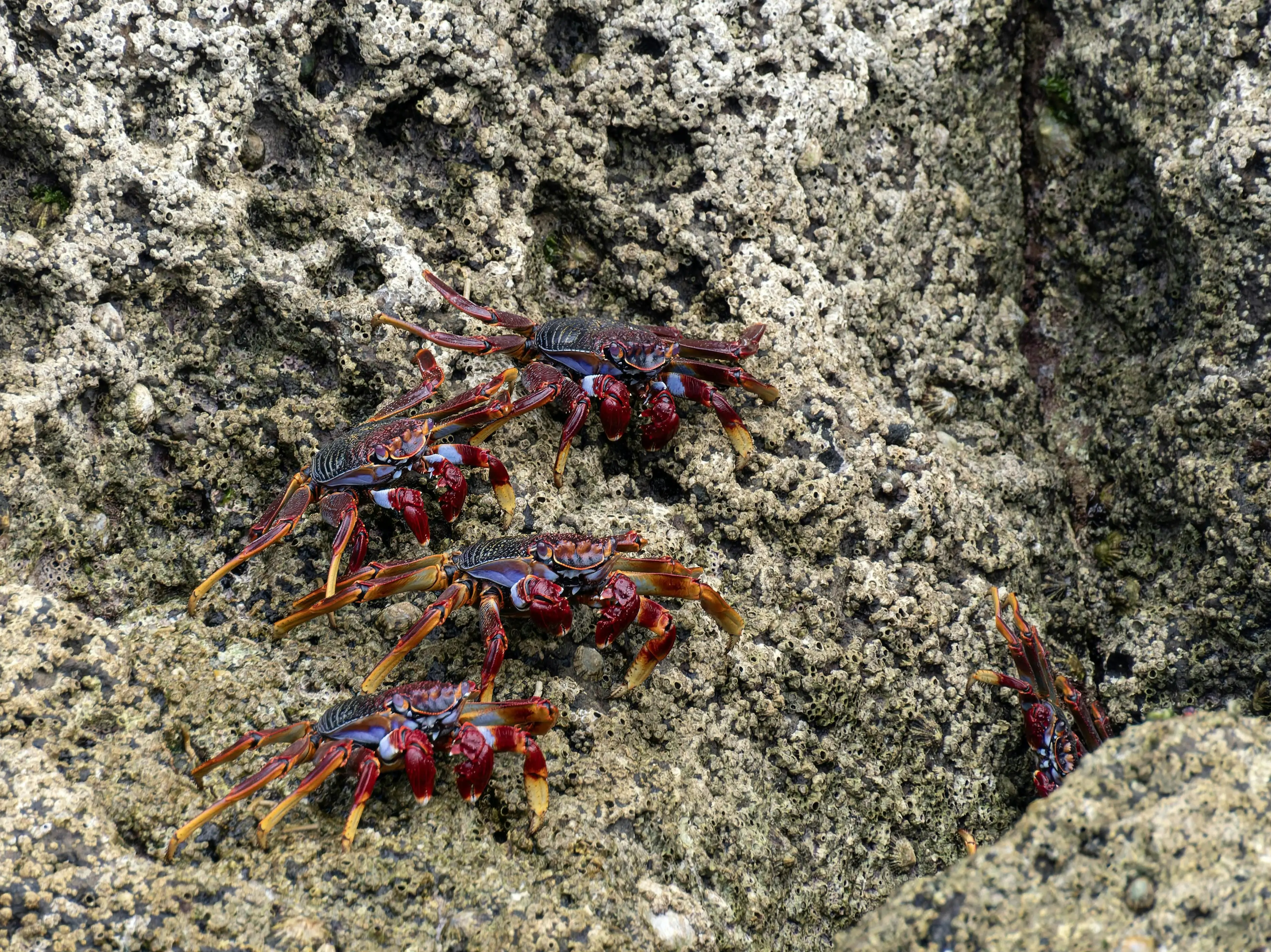 Kandungan Nutrisi Kepiting yang Baik untuk Tubuh
