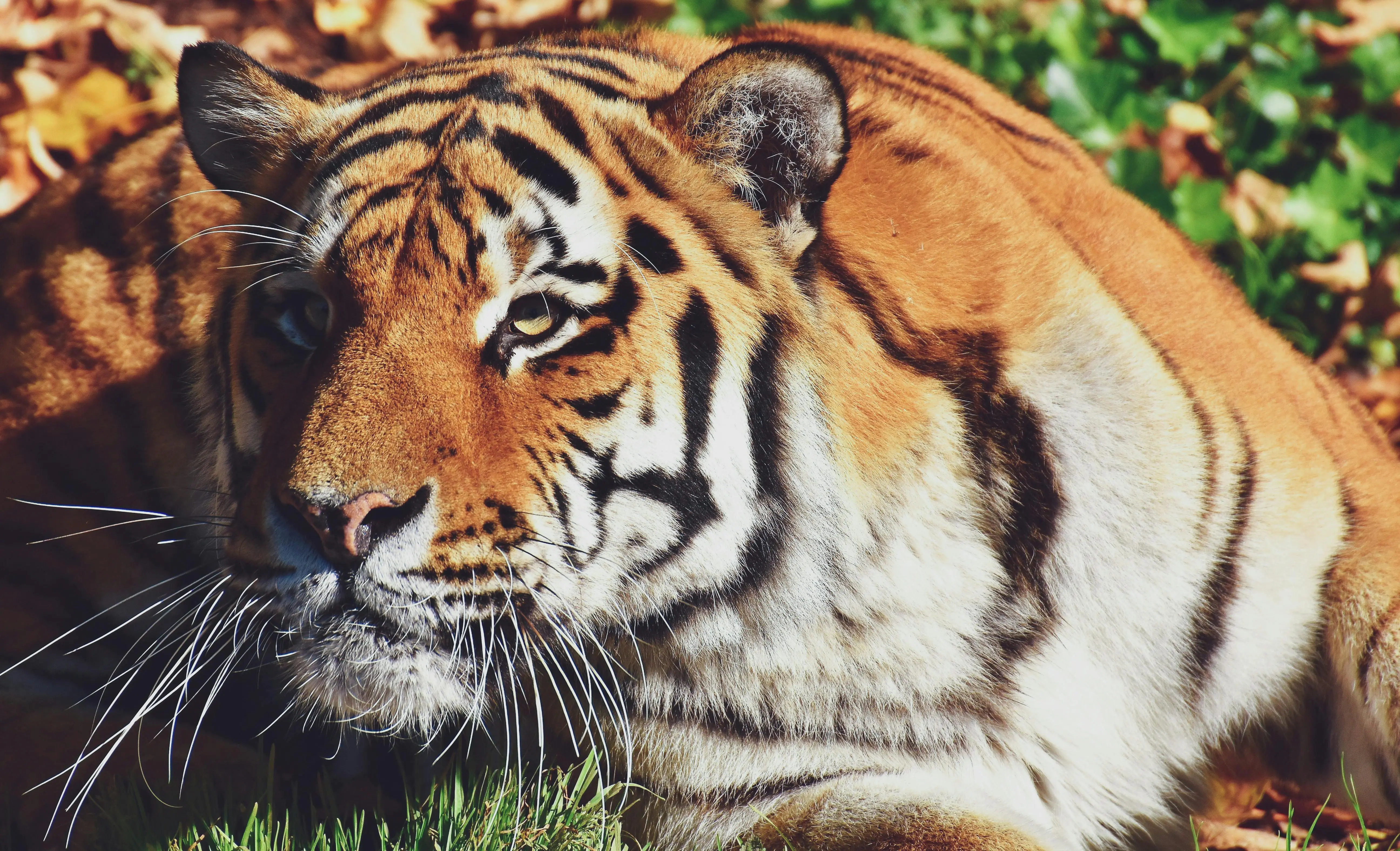 Transformasi Harimau Manusia dalam Kisah Melayu Kuno