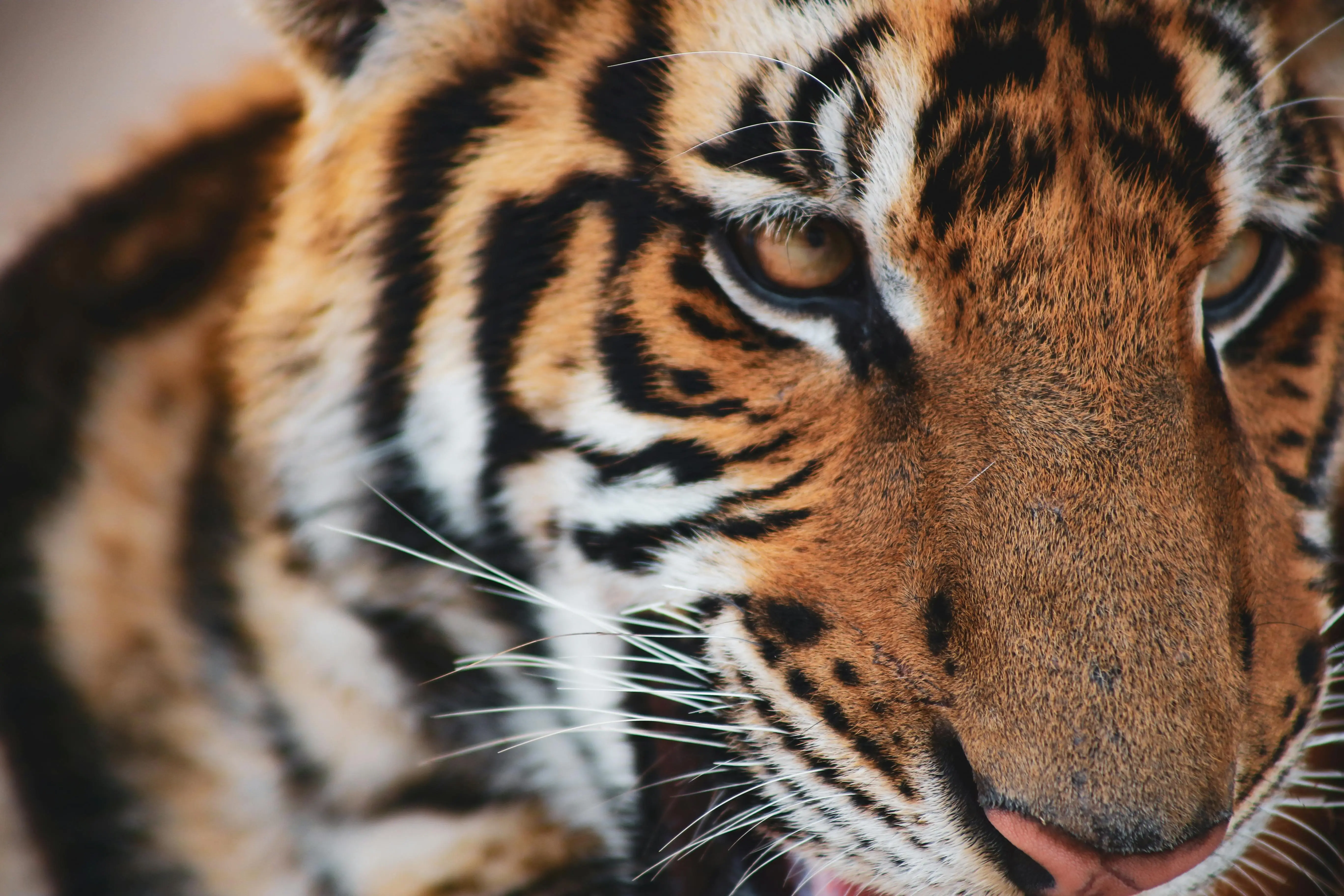 Manusia Harimau dan Kepercayaan Animisme Pedalaman