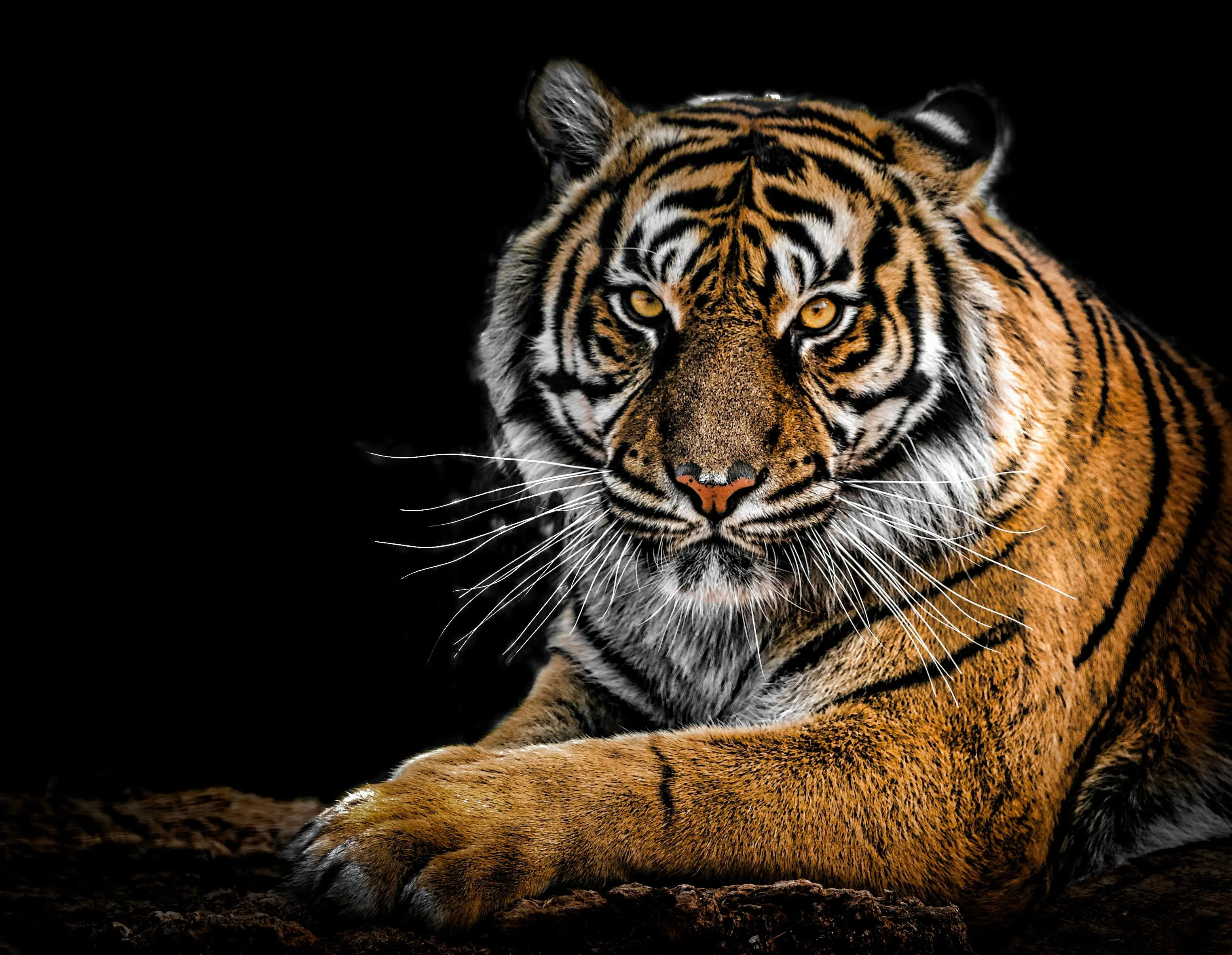Mengungkap Tabir: Harimau, Sang Raja Hutan Asia yang Disegani sebagai Simbol Sakral