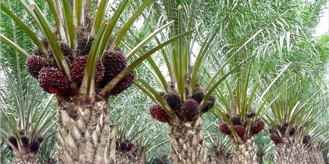 Fakta Menarik tentang Kelapa Sawit: Dari Ekonomi Hingga Dampak Lingkungan