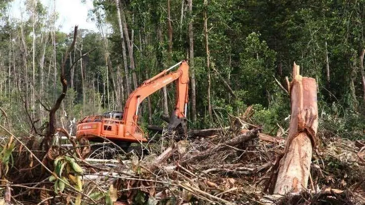 Penggundulan Hutan Picu Banjir dan Longsor, Ini Penjelasan Dampaknya