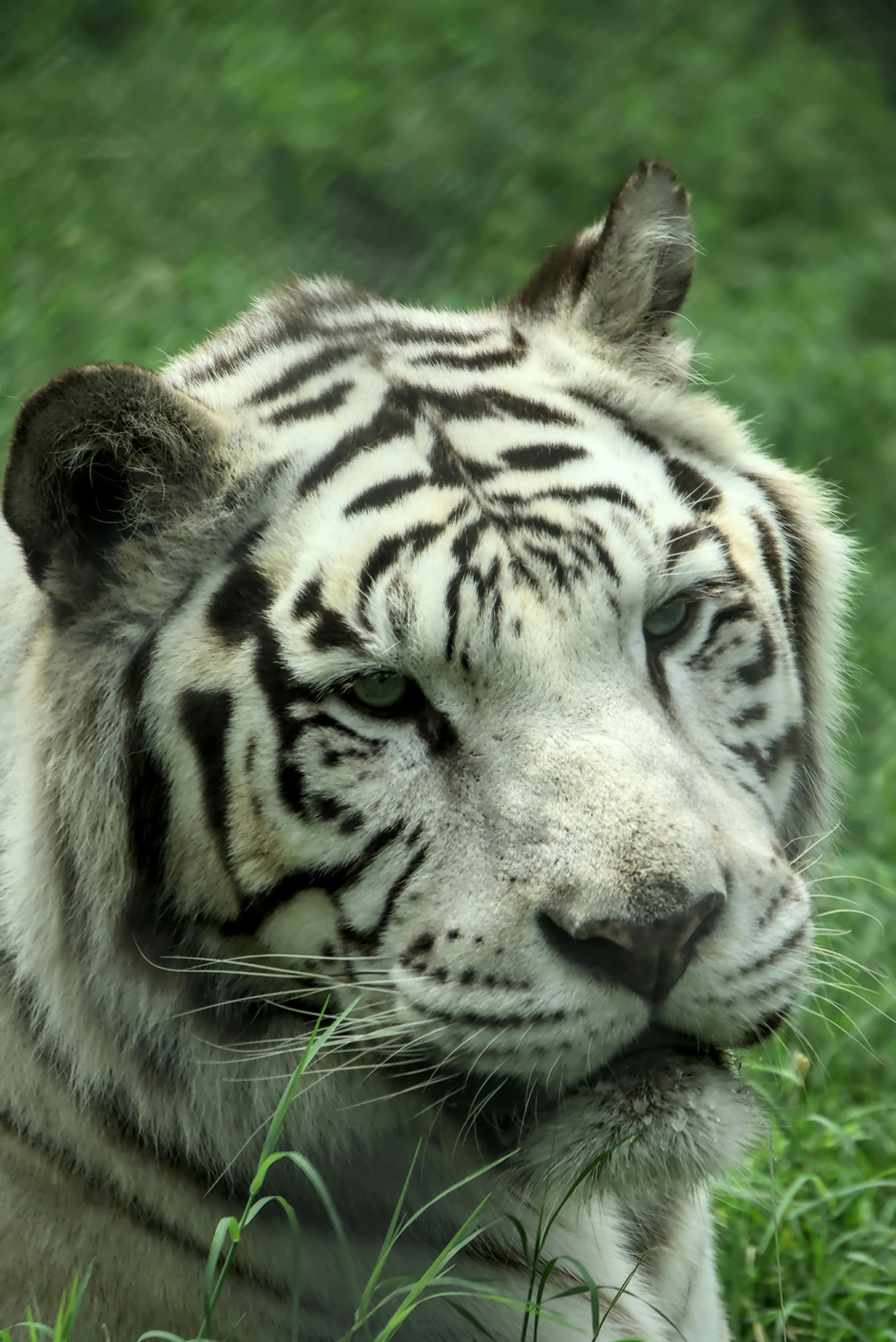 Akar Cerita Manusia Harimau dalam Tradisi Lisan Asia