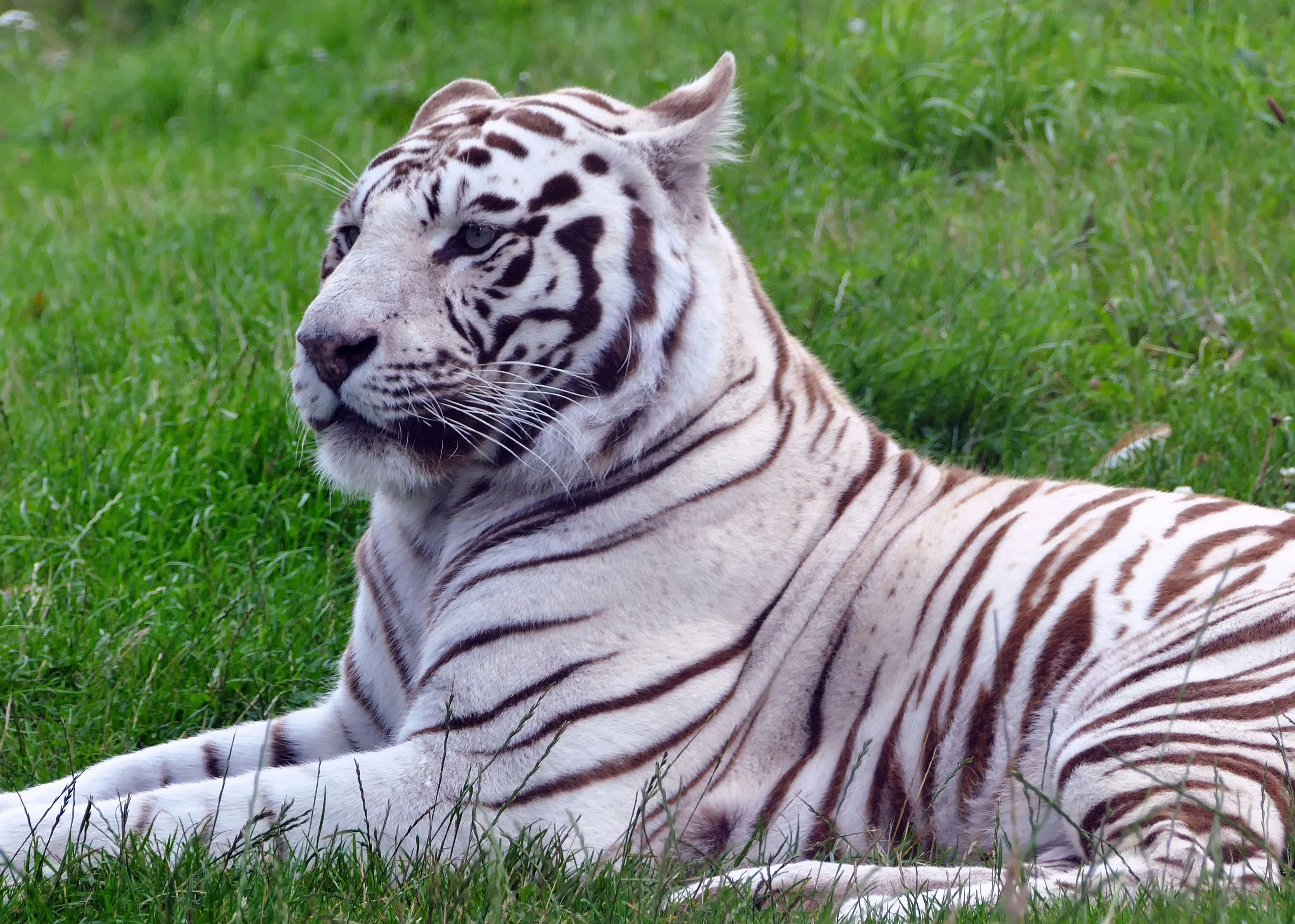 Pengaruh Budaya India pada Mitologi Shapeshifter Harimau