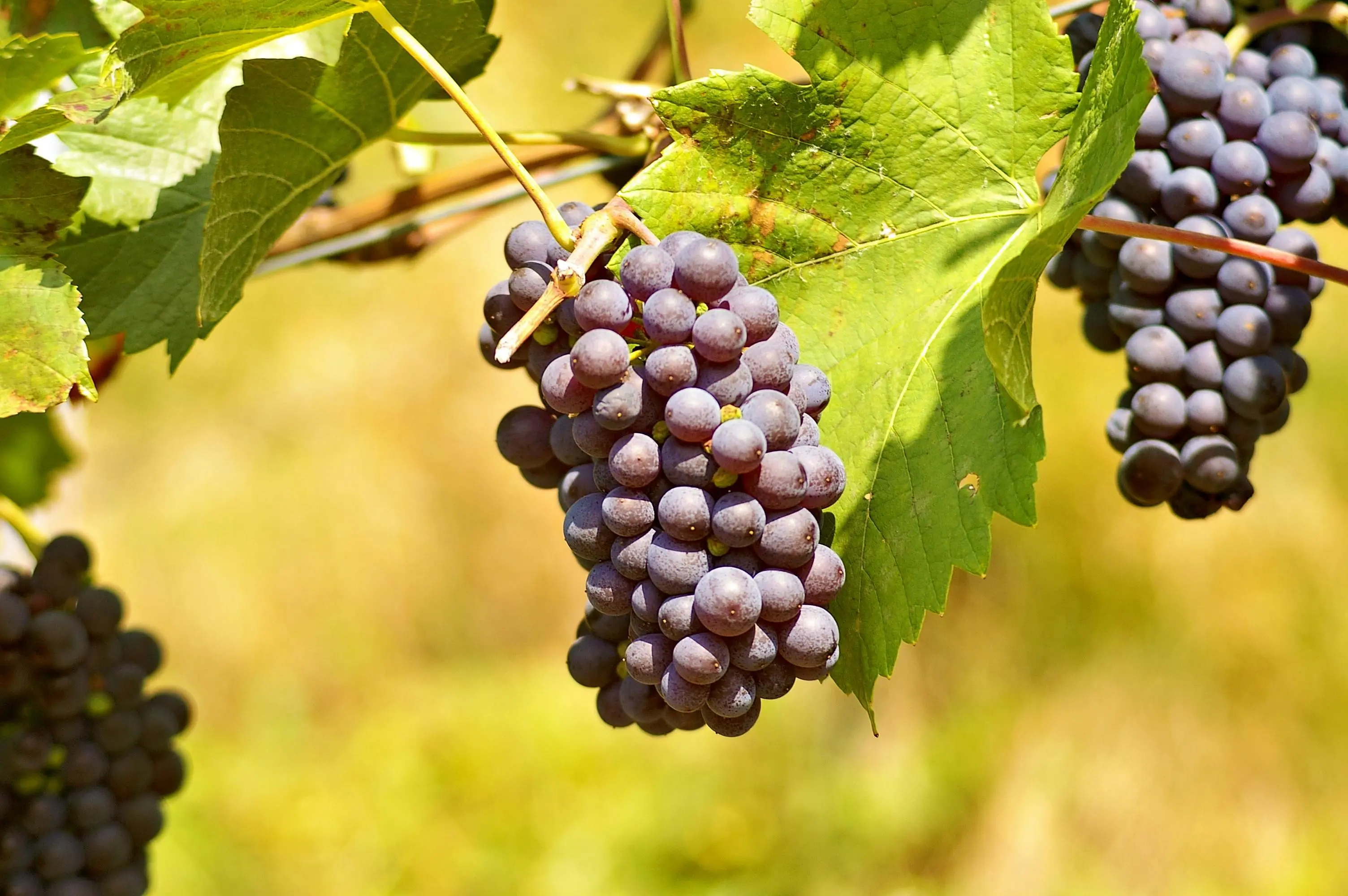 Senyawa Resveratrol pada Anggur: Mendorong Aktivitas Sel untuk Jantung Lebih Kuat