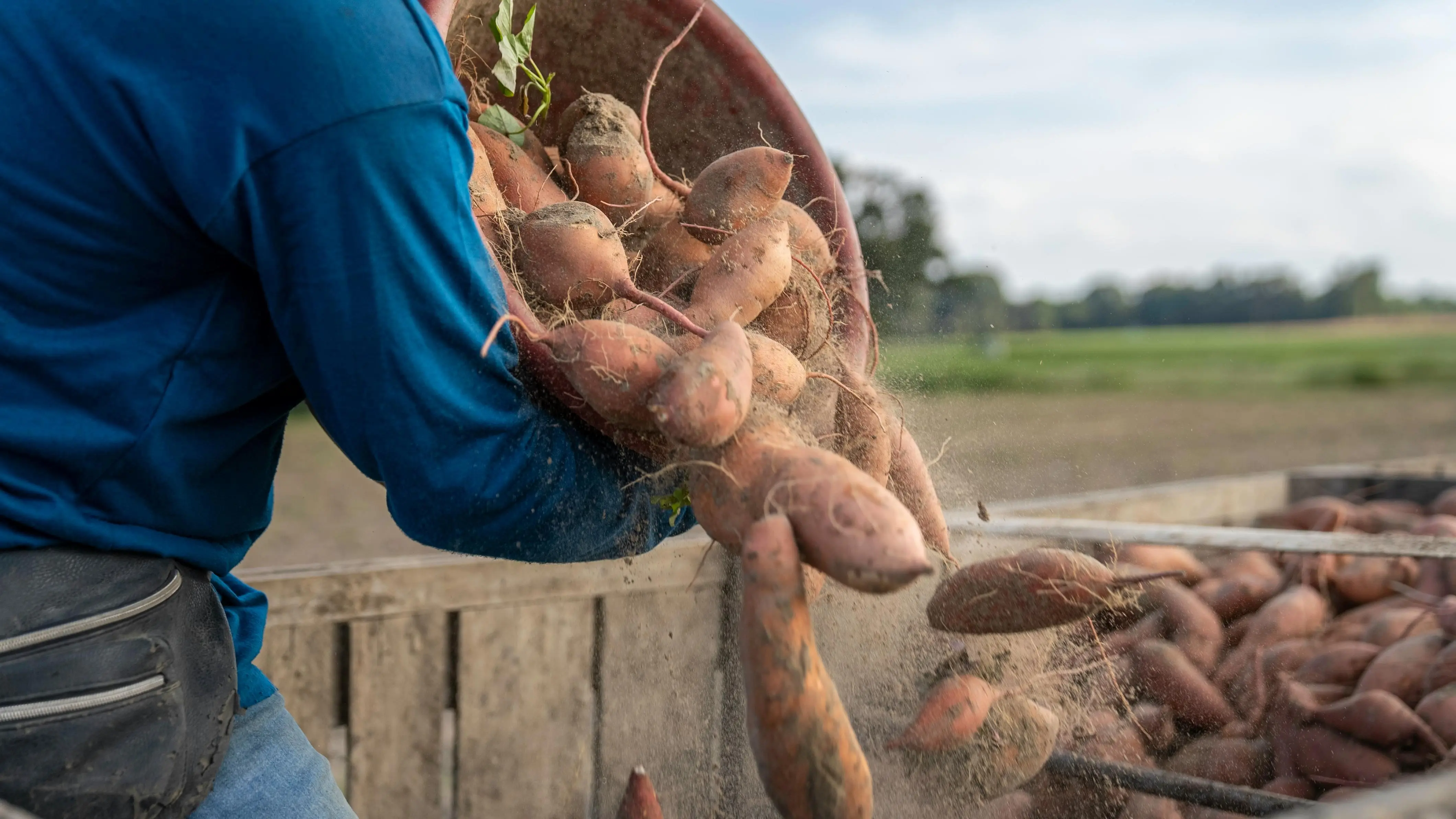 Bukan Sekadar Pewarna: Inovasi Ubi Ungu Mengubah Wajah Minuman Kesehatan Modern