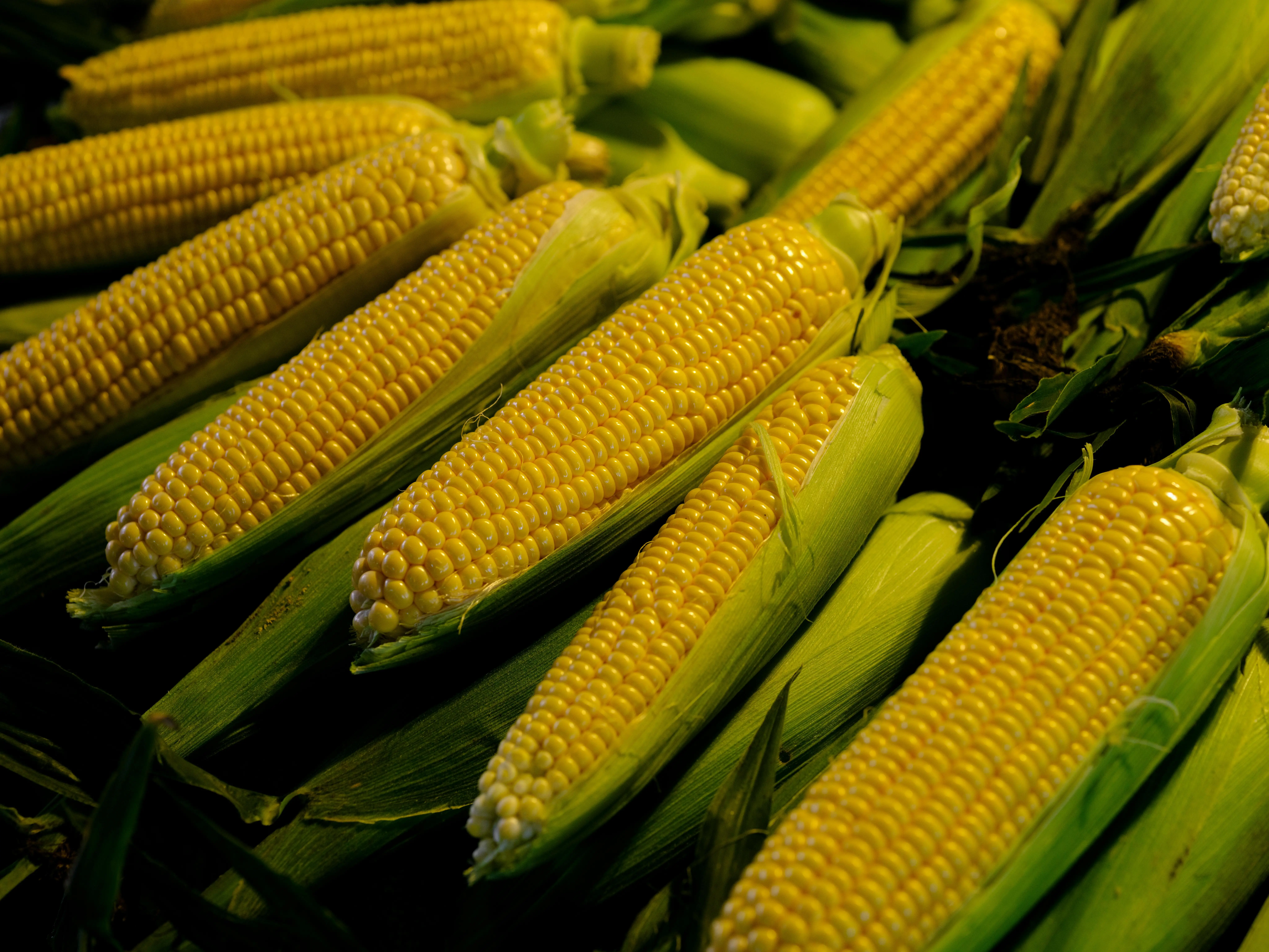 Harta Karun Dunia Baru: Kisah Jagung dan Perannya dalam Peradaban Manusia