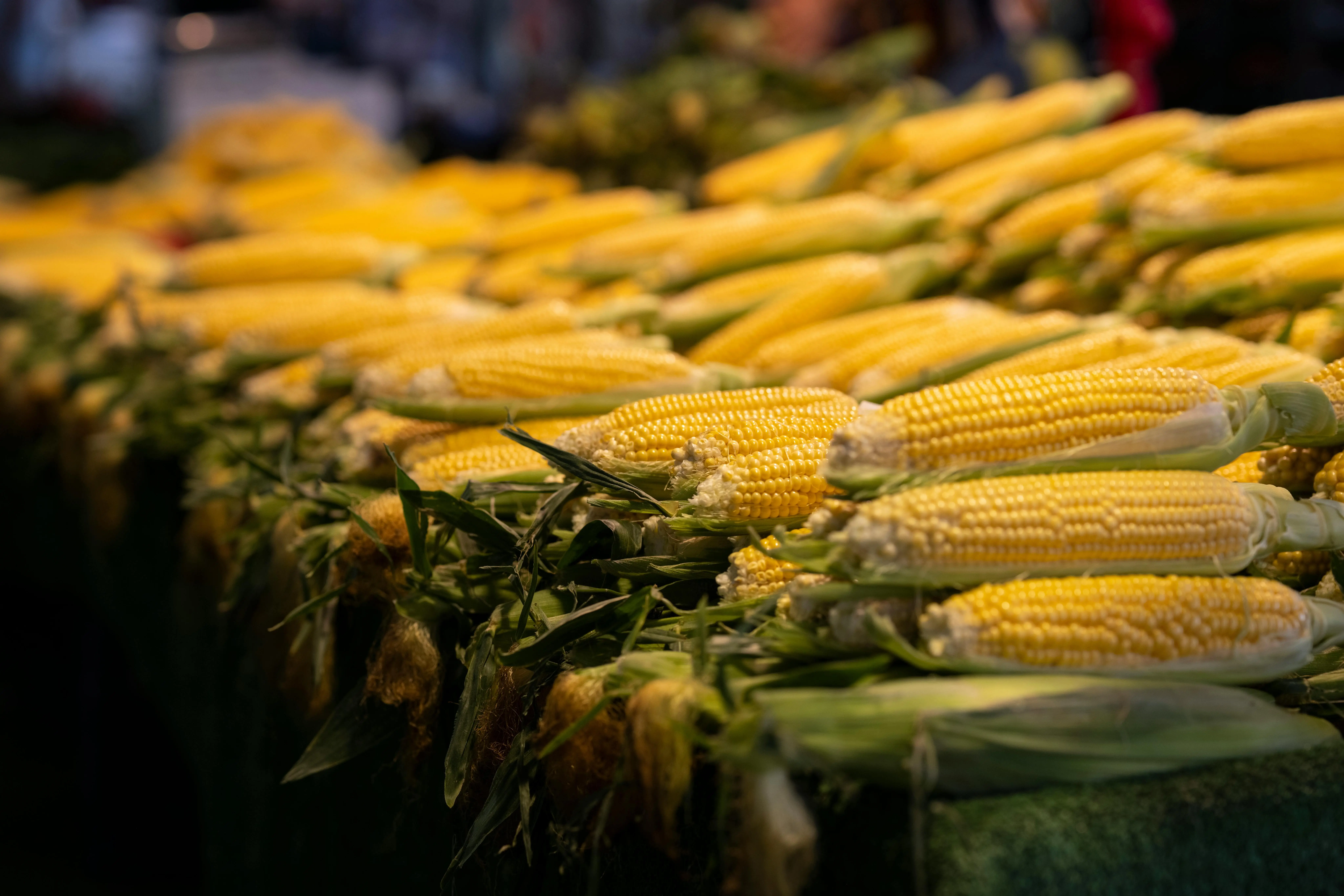 Serat Hingga Antioksidan: Manfaat Luar Biasa Jagung untuk Sistem Pencernaan dan Imunitas