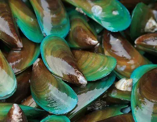 Benarkah Kerang Ijo Berbahaya? Ini Penjelasan Lengkap yang Wajib Kamu Tahu