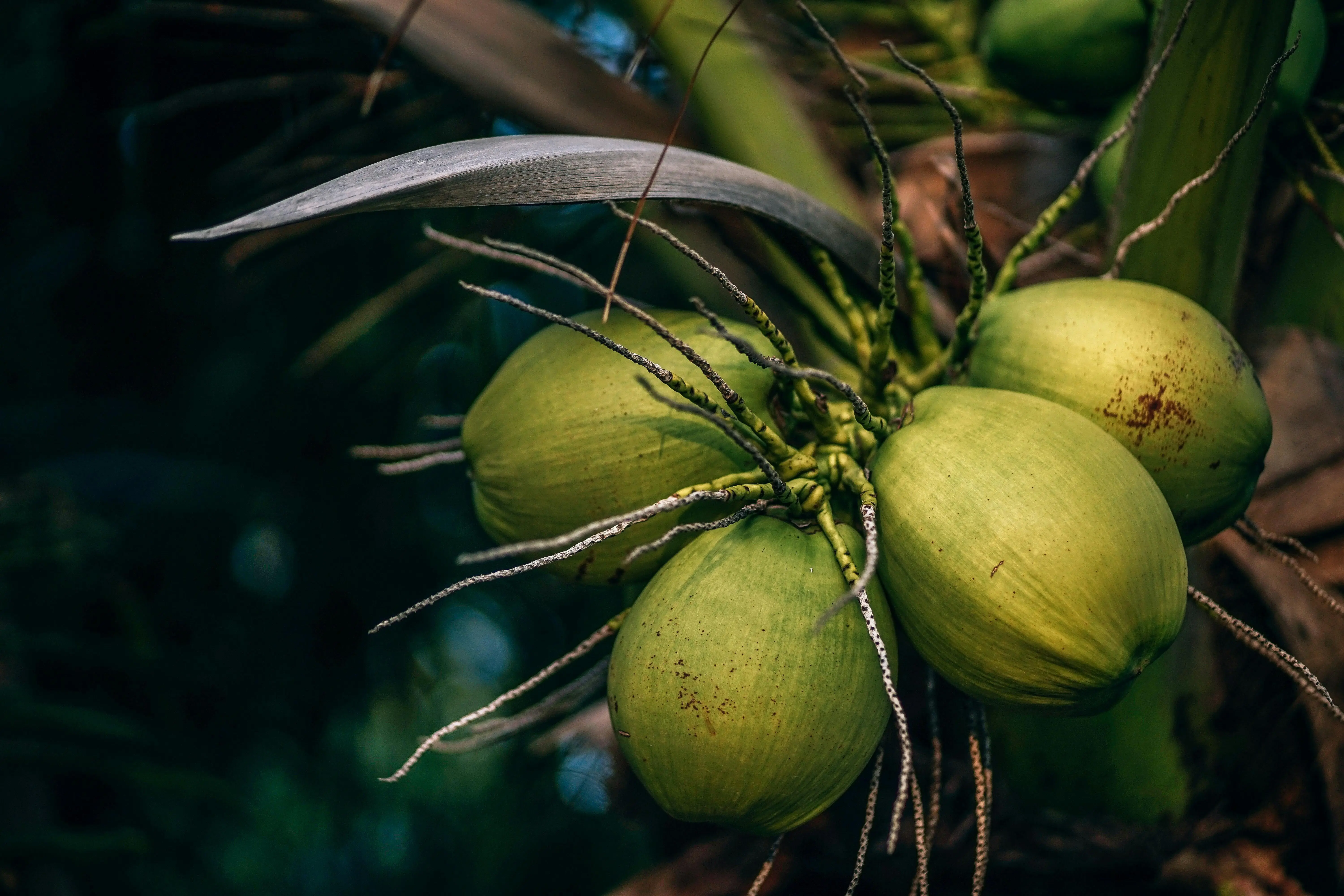 Bagaimana Perubahan Iklim Mempengaruhi Produksi Kelapa, Ini Penjelasanya
