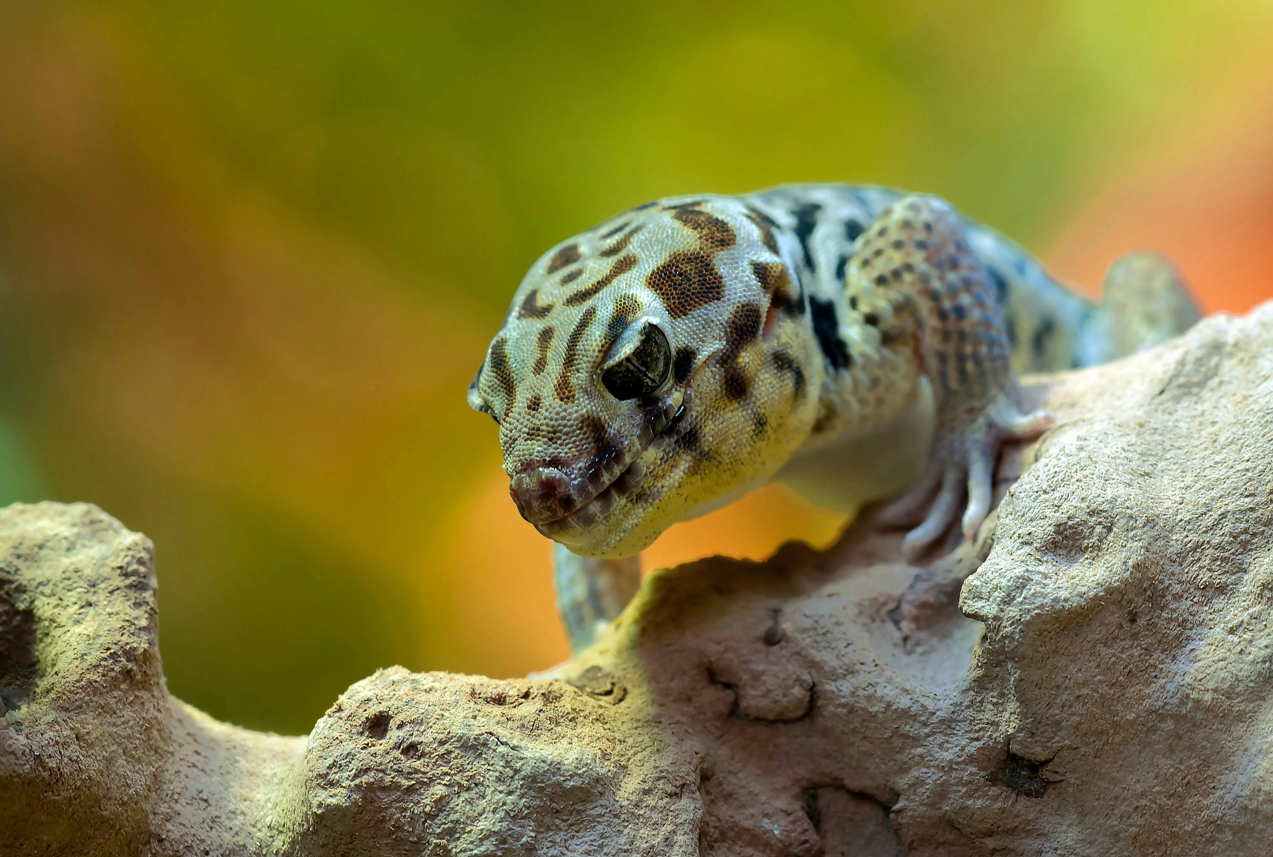 Dunia Lain di Balik Dinding: Kenali Jenis Gecko Paling Eksentrik dan Langka