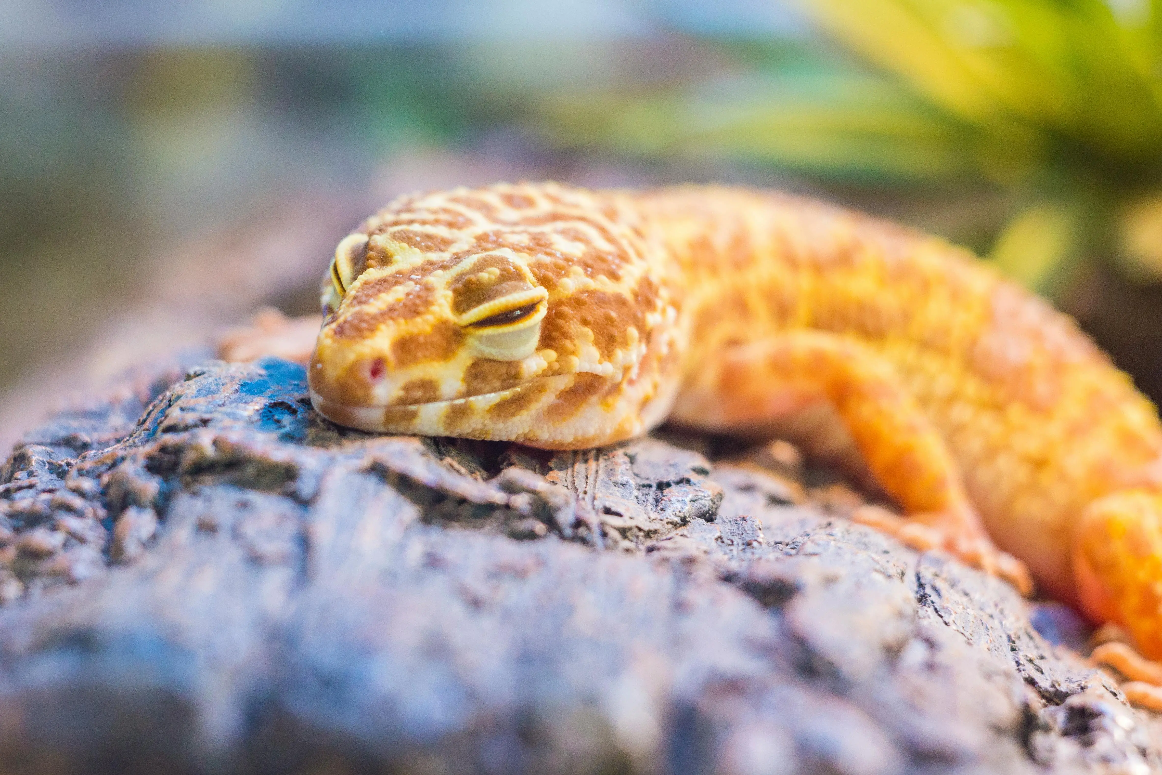 Mengungkap Misteri Gecko: Bukan Perekat, Ini Rahasia Sains di Balik Kemampuan Memanjat Dinding
