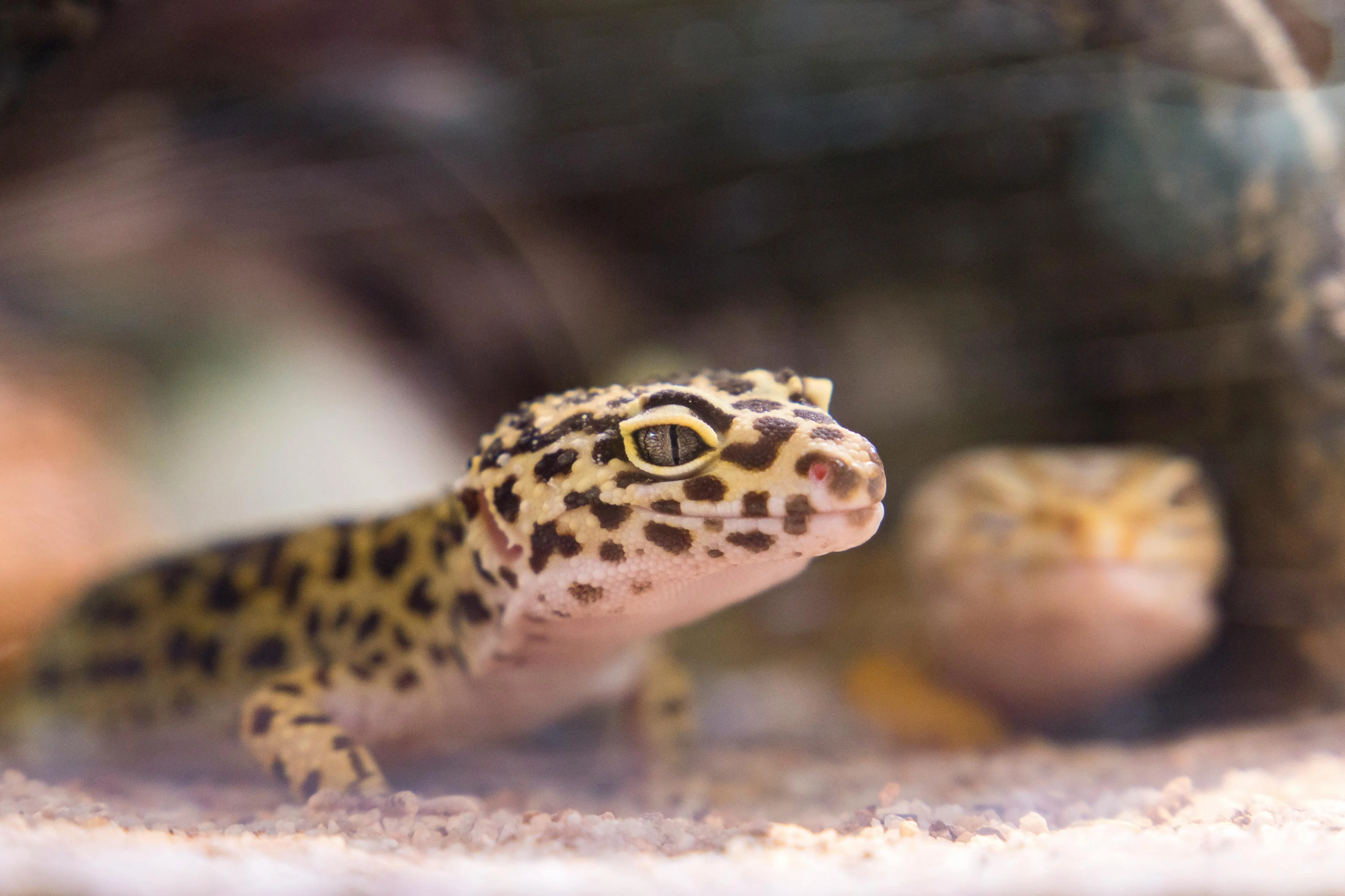 Apa Itu Gecko? Kupas Tuntas Hewan Mungil yang Menaklukkan Dinding Dunia