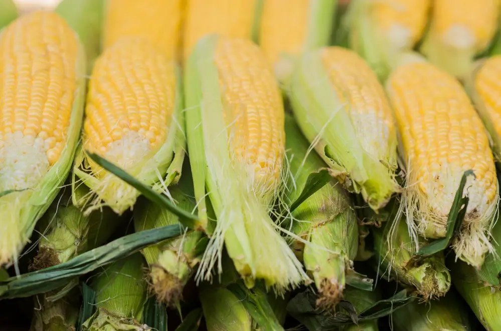 Harga Jagung Peternak Turun, Kedelai Impor Naik per 1 Desember 2025