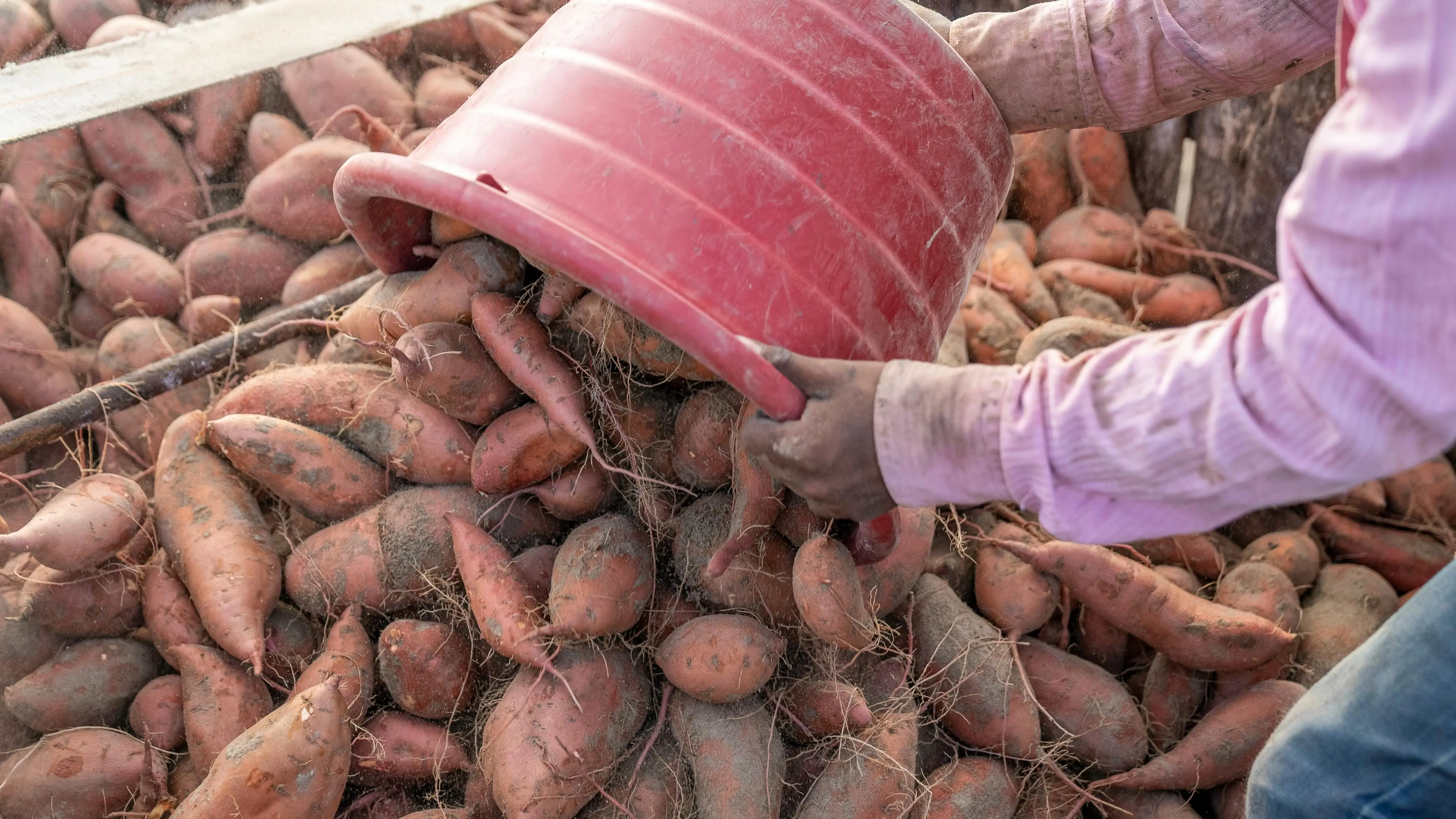Tahan Banting dan Bergizi Tinggi: Ubi Jalar, Pilihan Cerdas untuk Kebutuhan Makanan Mendesak