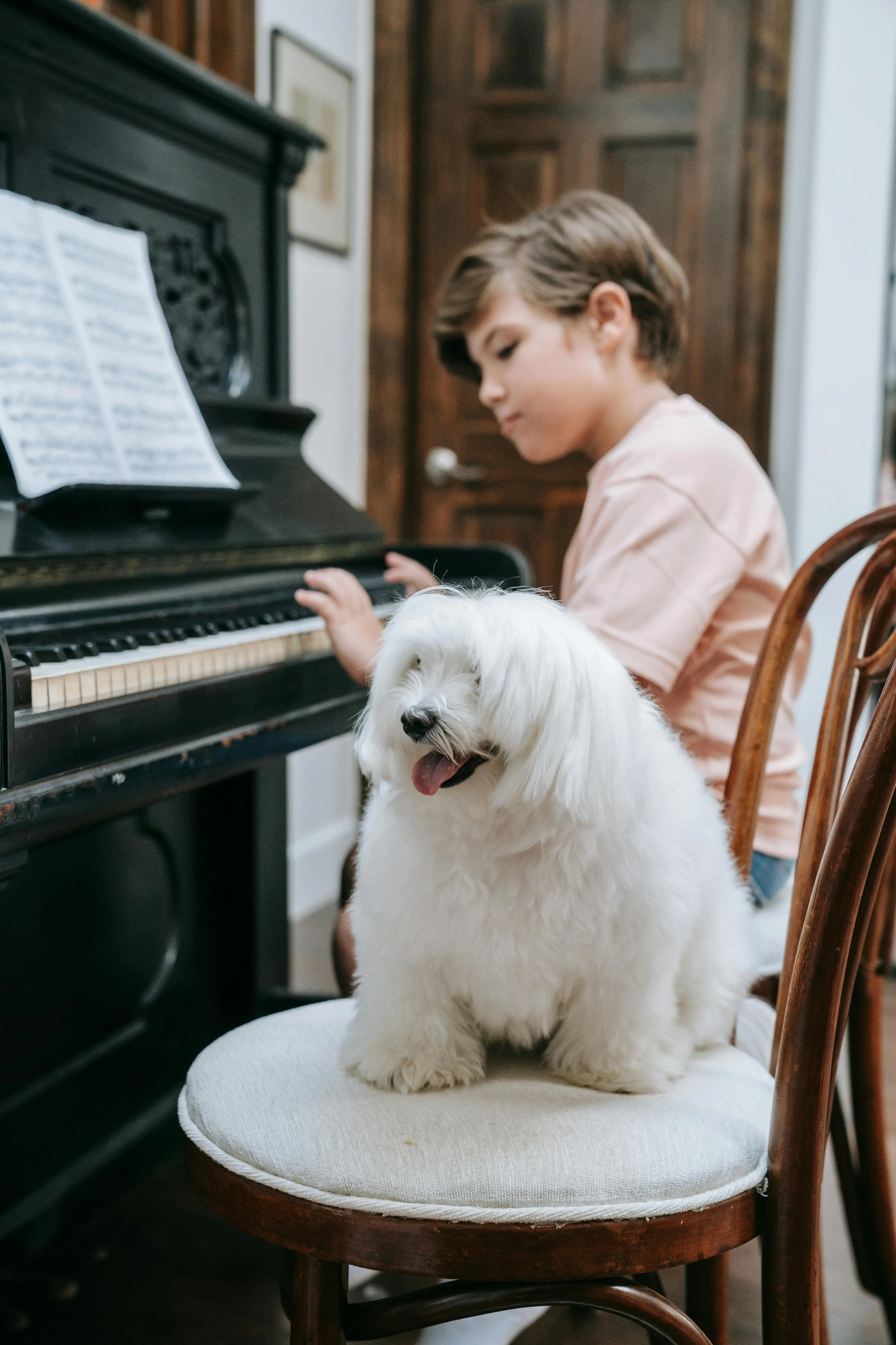 Anjing dan Musik Klasik: Studi Tentang Efek Relaksasi pada Hewan Peliharaan