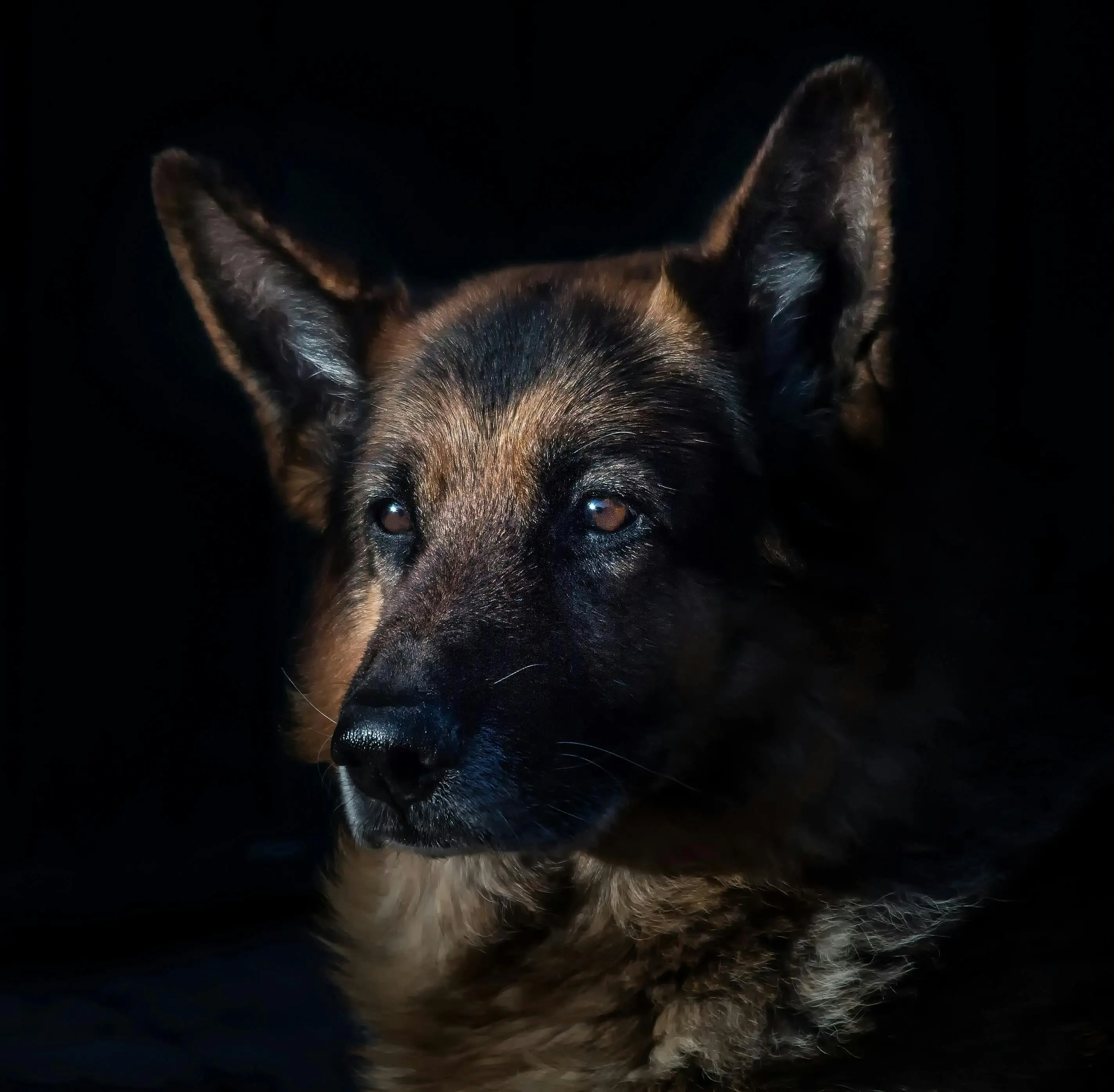 Rahasia Superpower Penciuman: Kenali Ras Anjing dengan Sensor Bau Terbaik, Salah Satunya Adalah German Shepherd 
