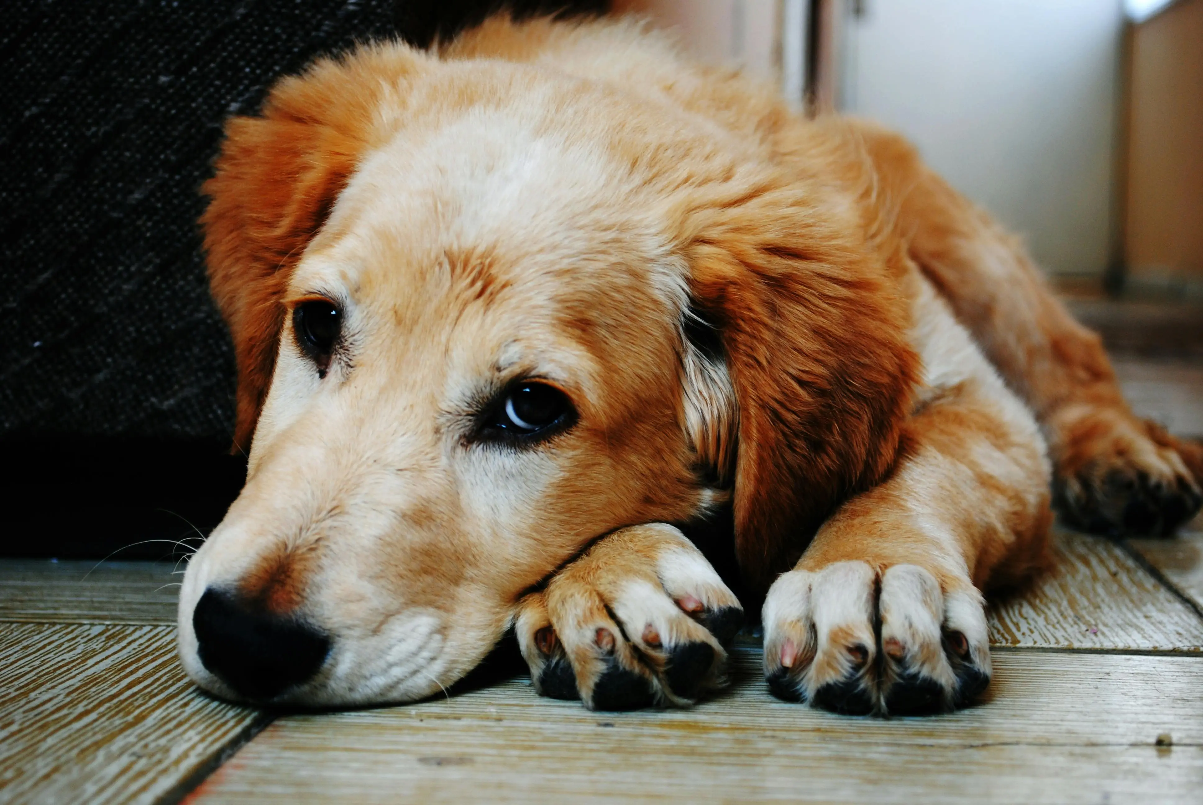 Bukan Iseng! Alasan Insting Kuno Anjing Selalu Berputar Sebelum Rebahan