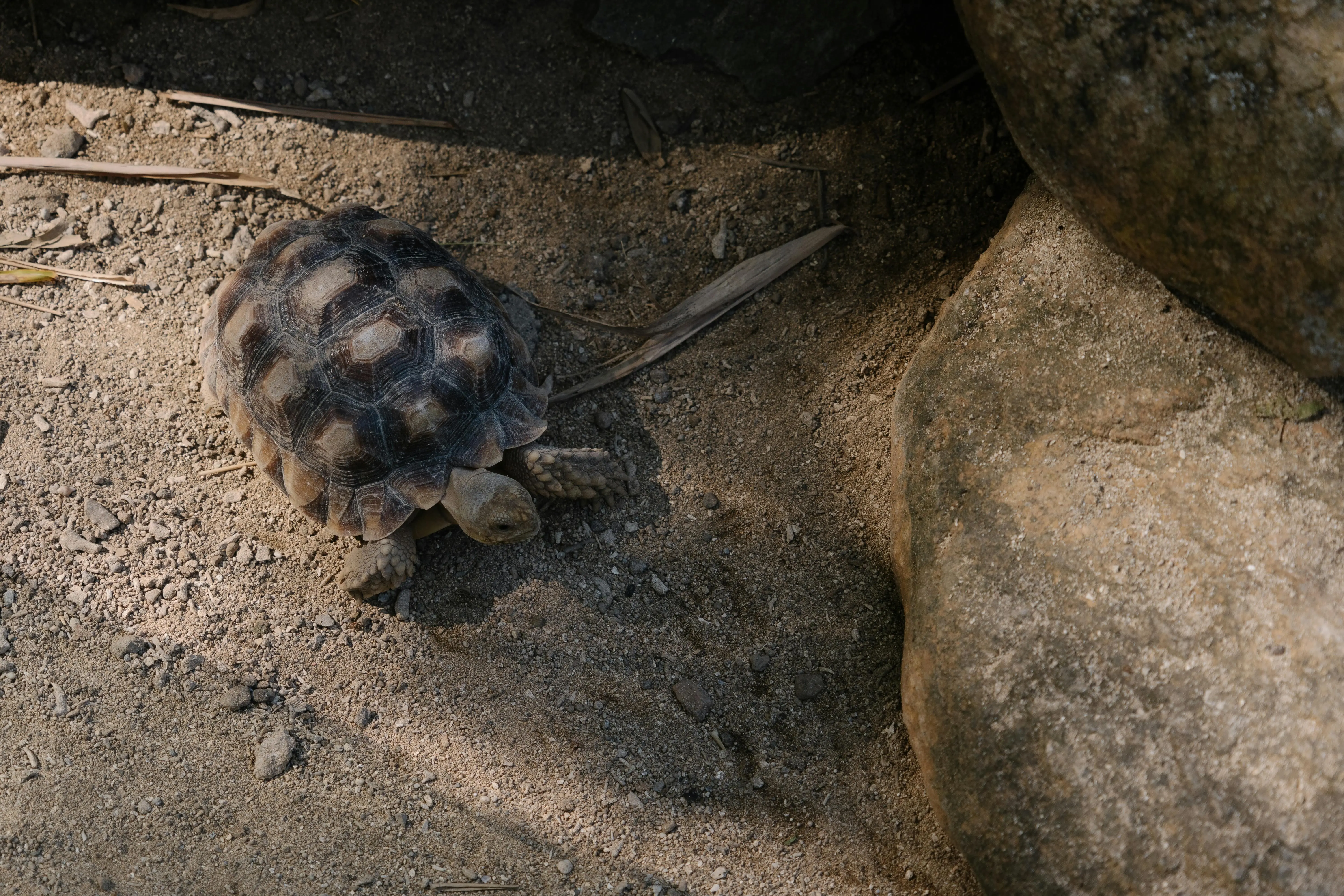 Kura-Kura Sulcata: Tank Mini Afrika dan Adaptasi Ekstrem di Habitat Gersang