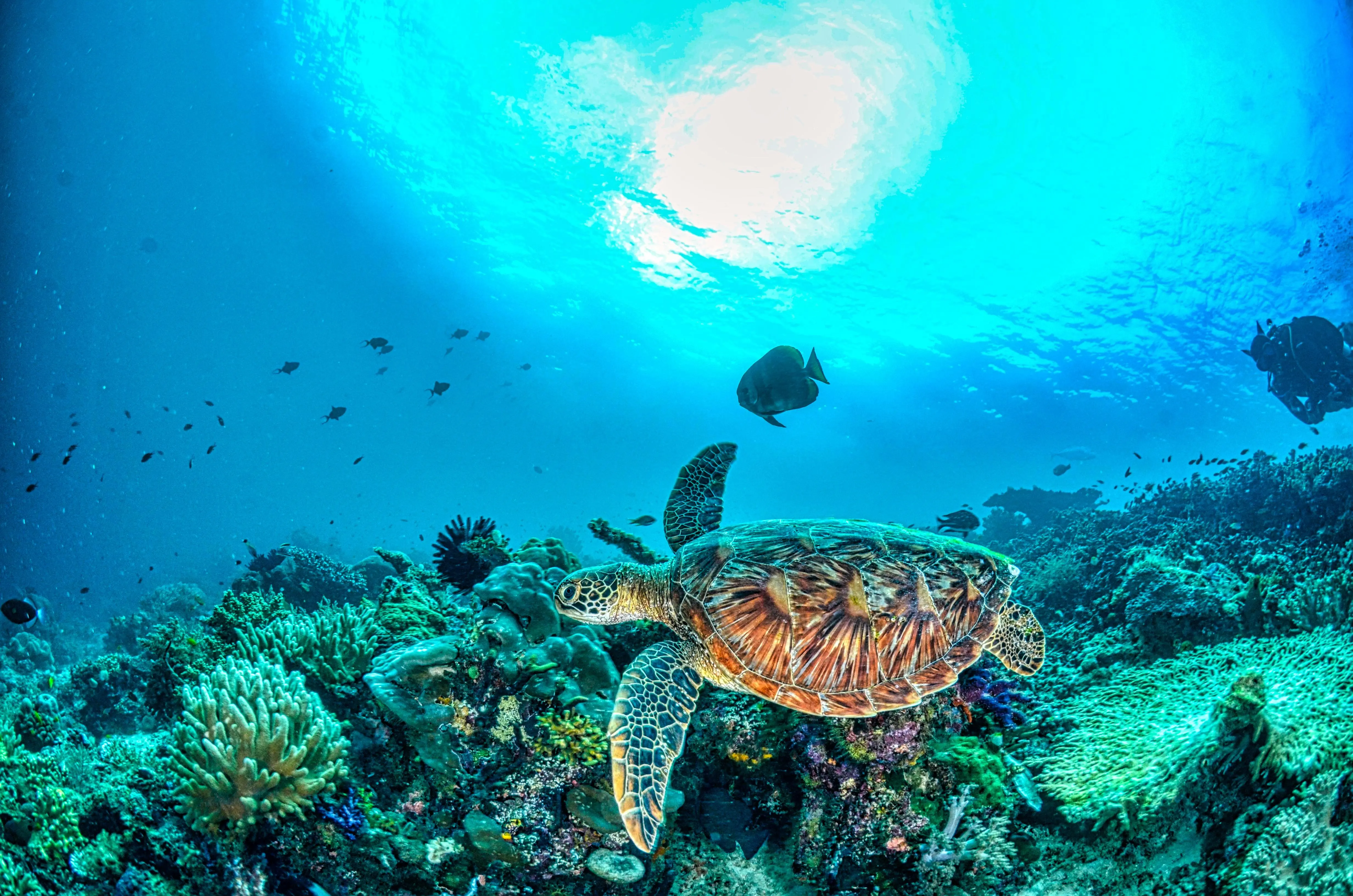 Honu: Mengungkap Makna Penyu sebagai Pemandu dan Pelindung di Hawai