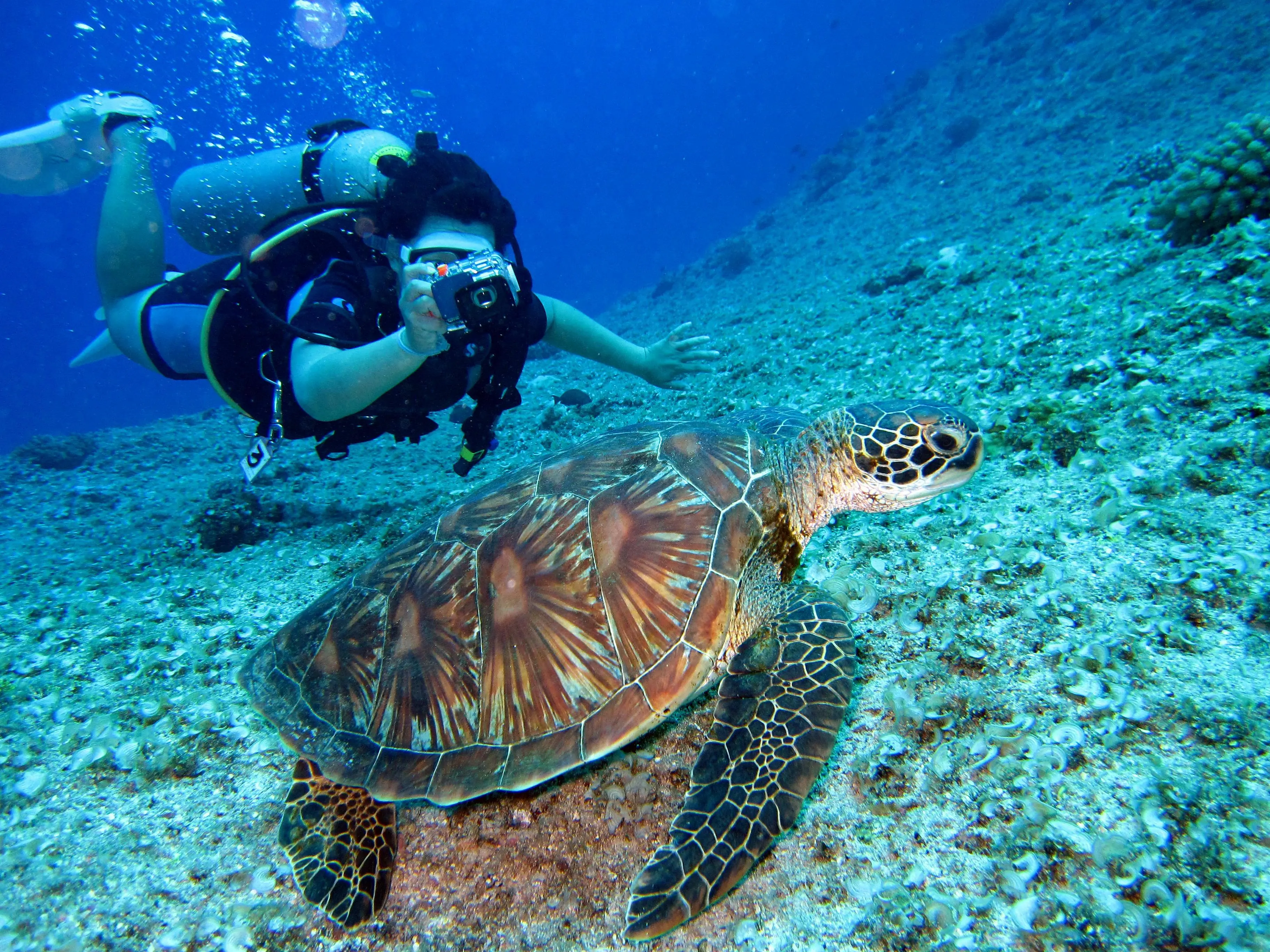 Memburu Momen Emas: Panduan Mengabadikan Penyu dalam Fotografi Bawah Laut