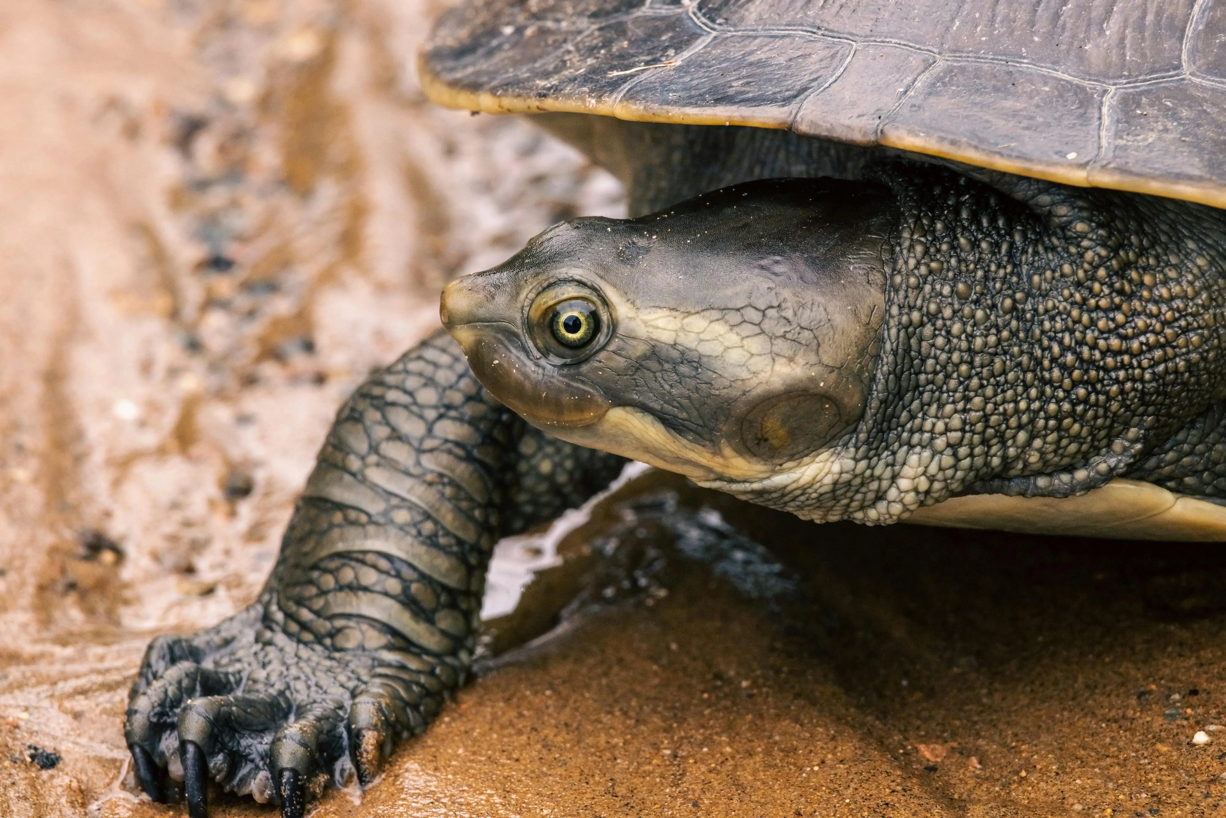 Kura-Kura Sungai Amazon: Spesies Langka Dunia Tropis