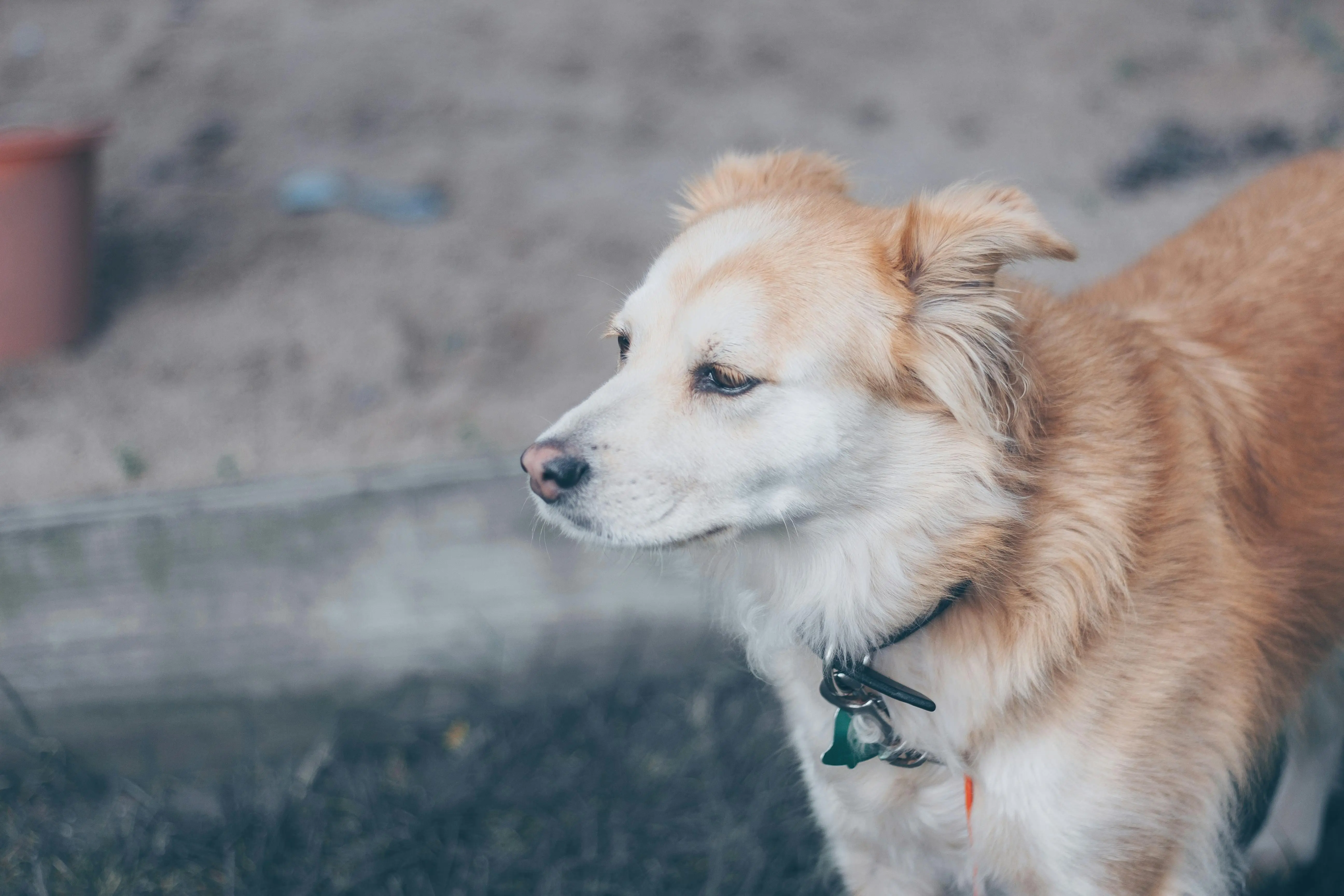 Lebih dari Sekadar Hidung Basah: Menguak Misteri Kemampuan Penciuman Super Anjing