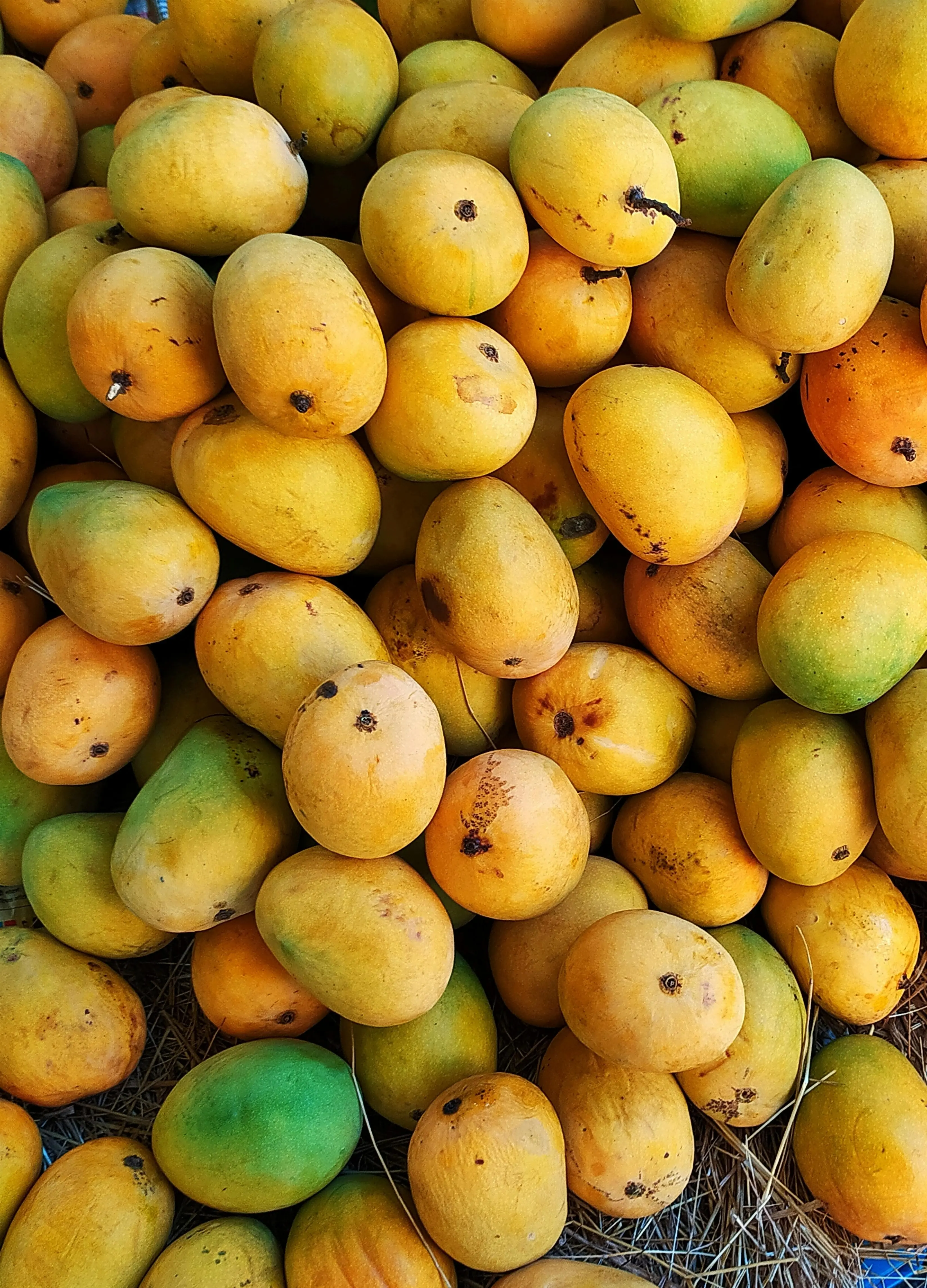 Mangga: Rahasia Manis untuk Nafas Segar Sepanjang Hari, Bye Bau Mulut!
