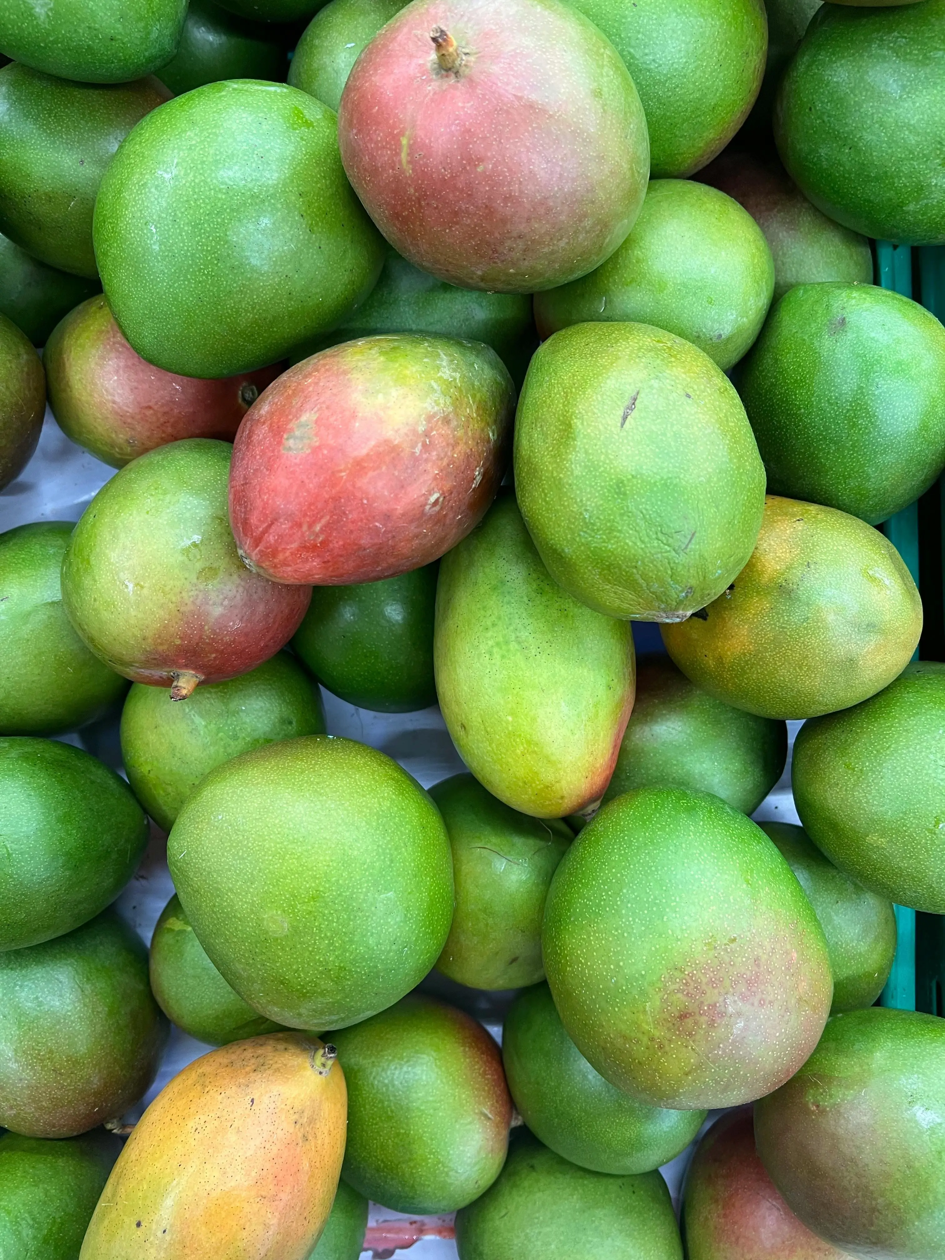 Bukan Sekadar Manis: Mengenal Mangga, Buah Paling Ikonik dari Iklim Panas