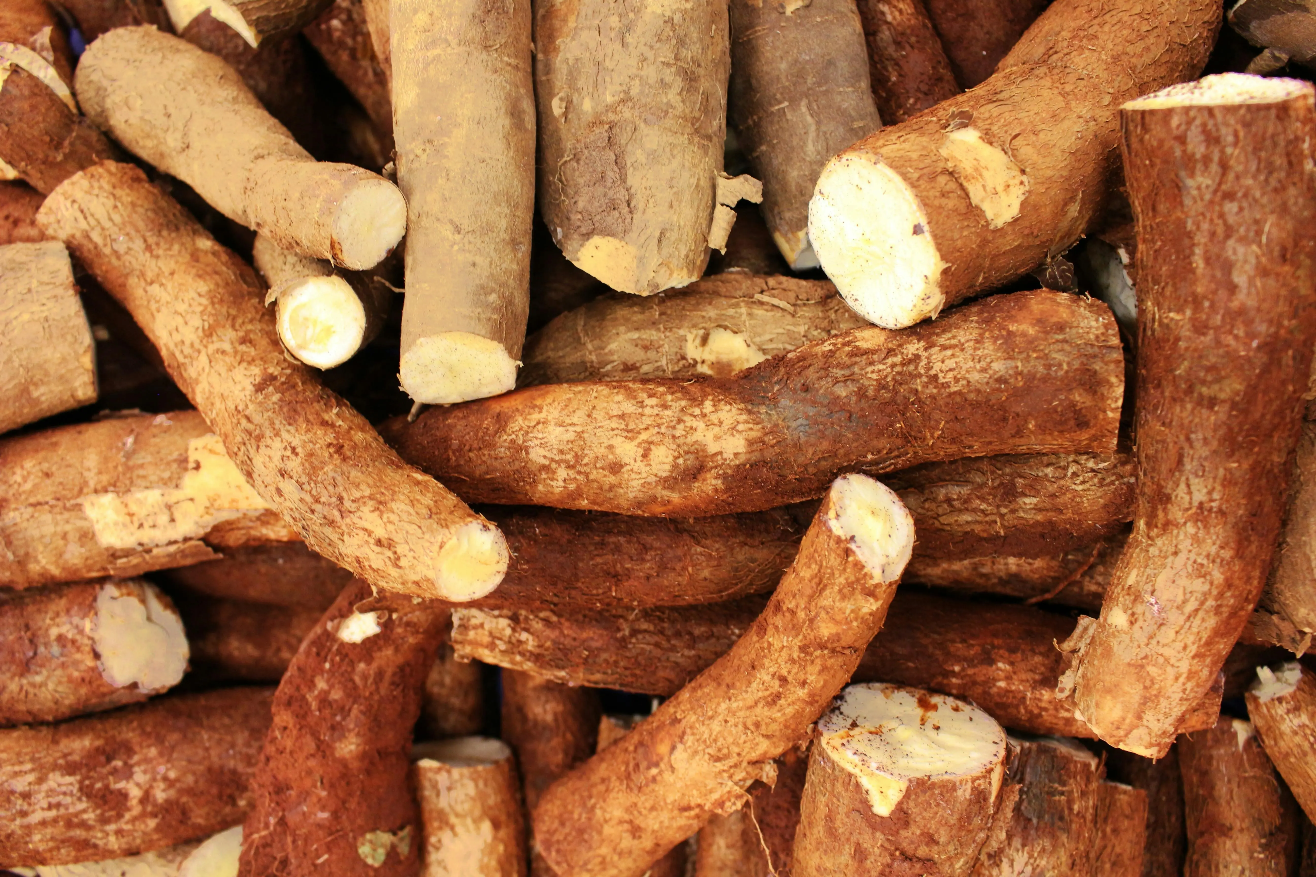 Bukan Sekadar Makanan Pokok: Mengupas Potensi Singkong sebagai Bahan Bakar Dunia