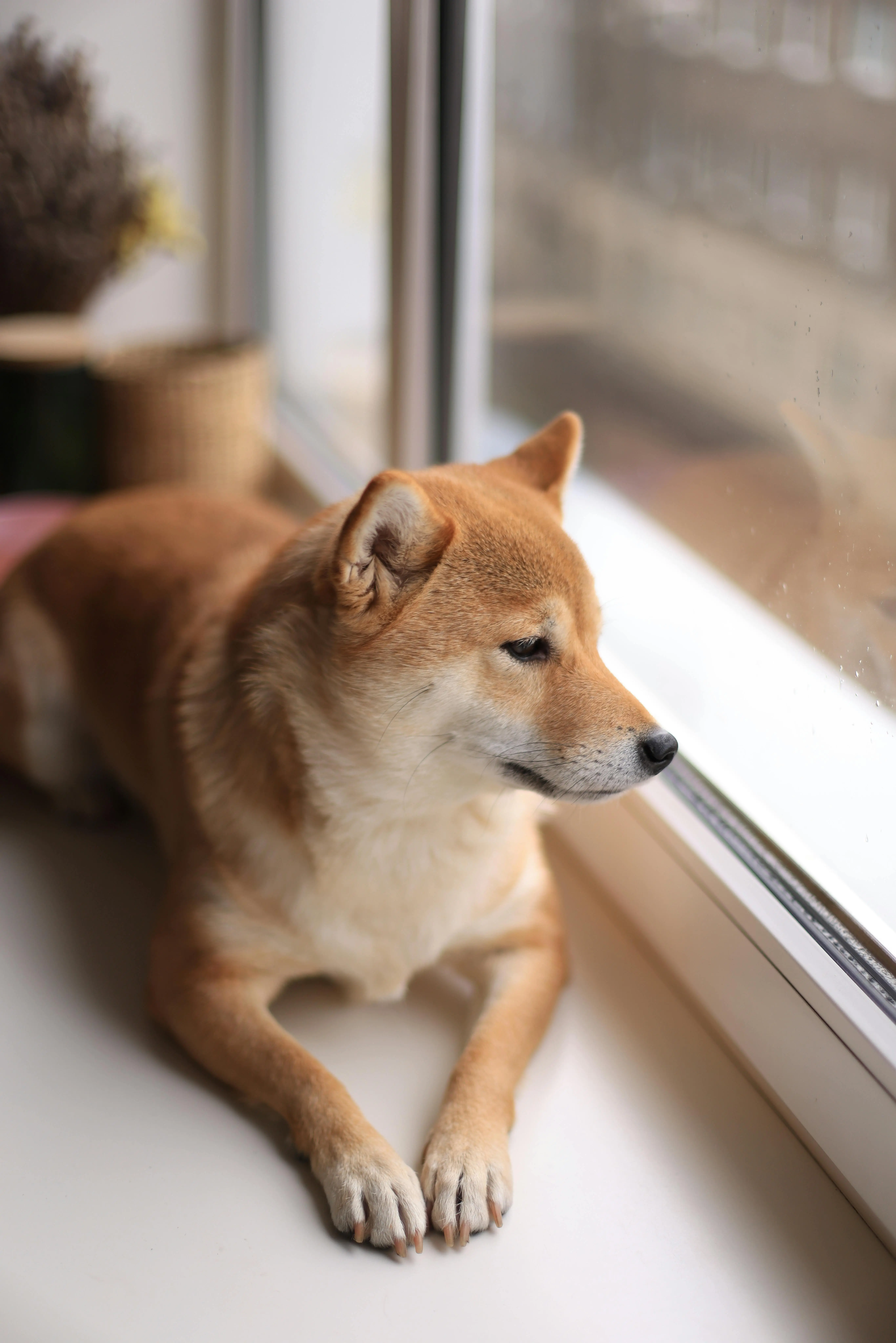 Apakah Anjing Bisa Merasakan Waktu? Ini Penjelasannya