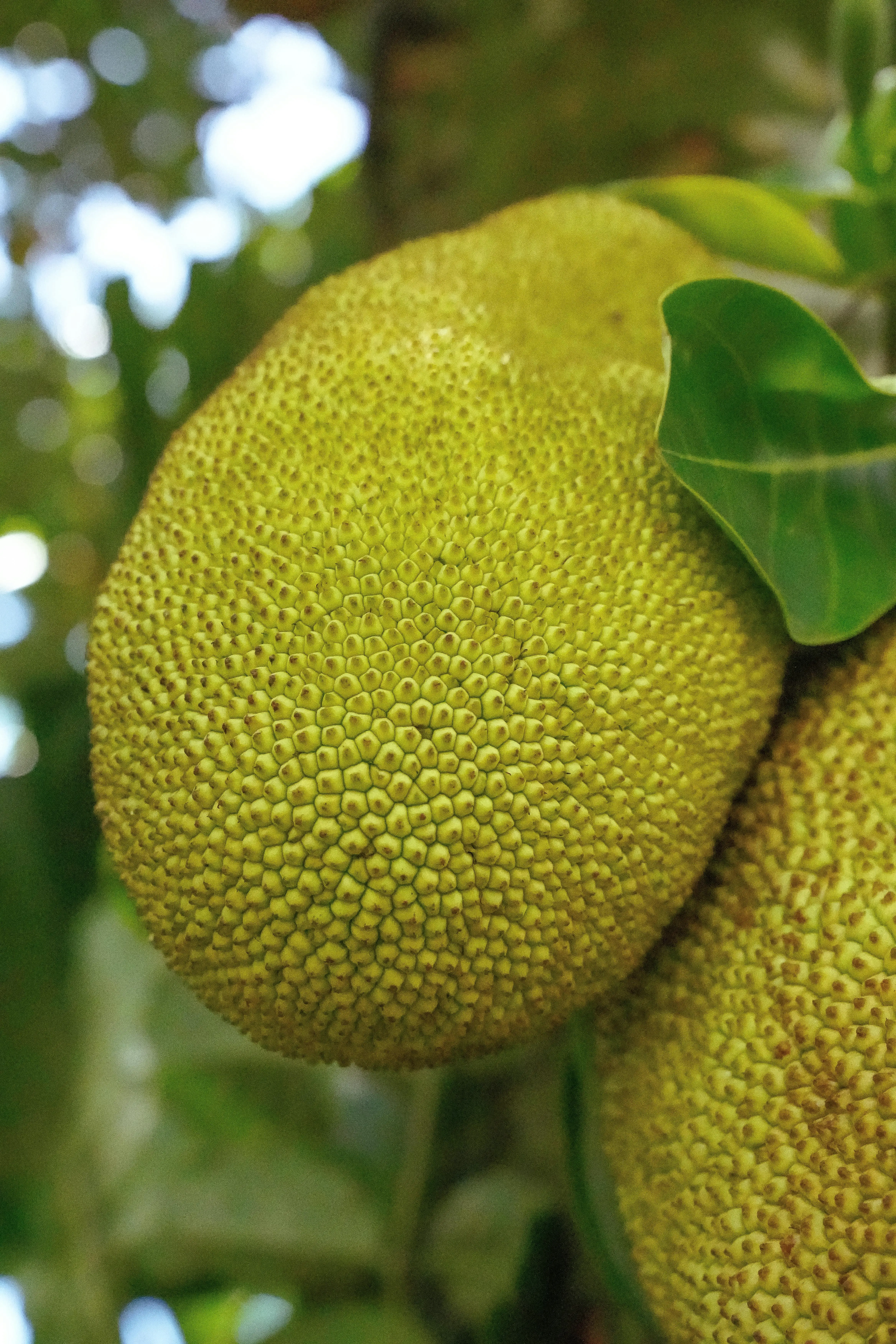 Manis dan Gurih: Kenapa Nangka Jadi Bahan Wajib dalam Bumbu Bali