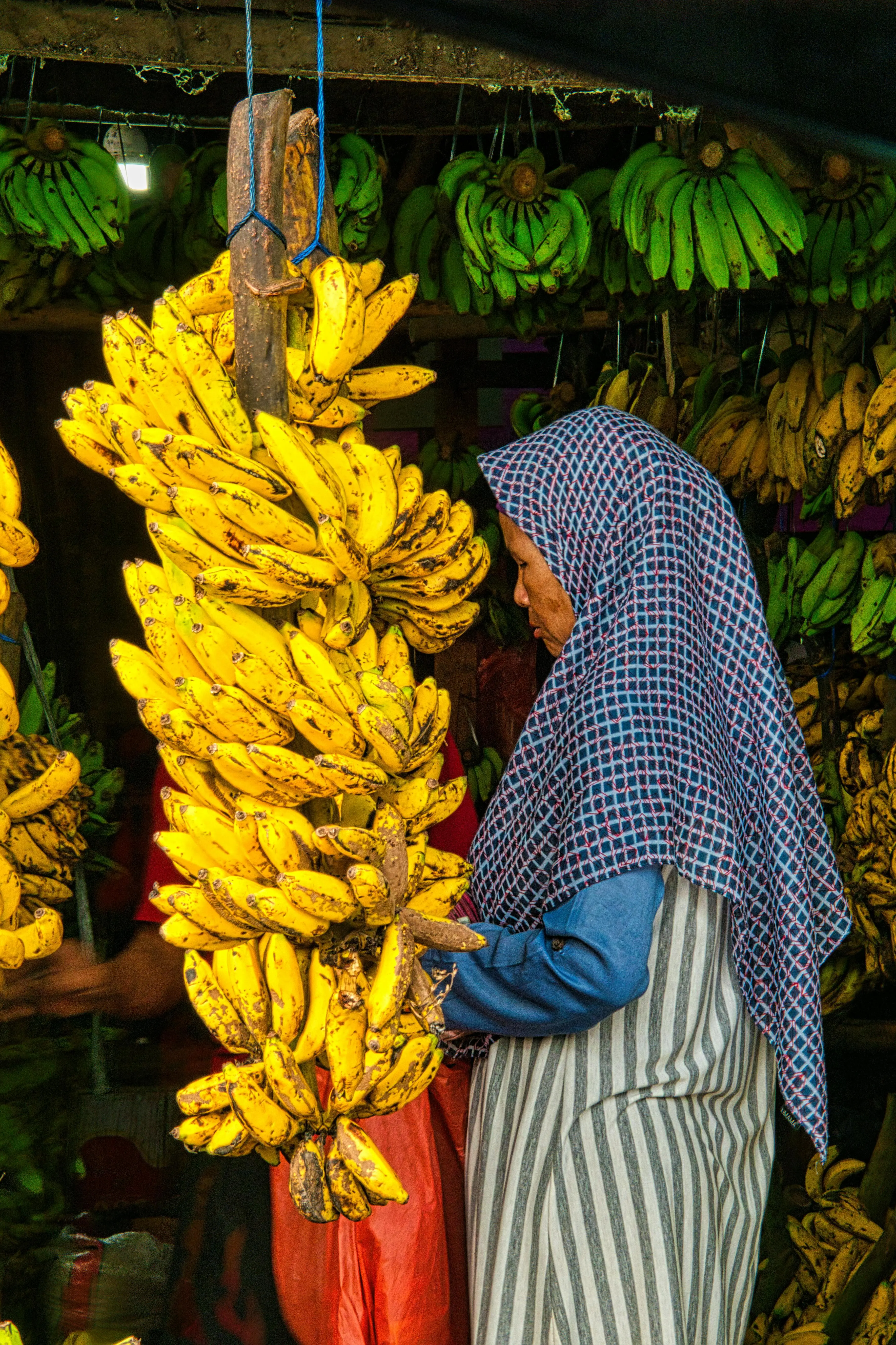Bukan Sekadar Buah: Mengenal Pisang sebagai Simbol Kekuatan Tropis Dunia